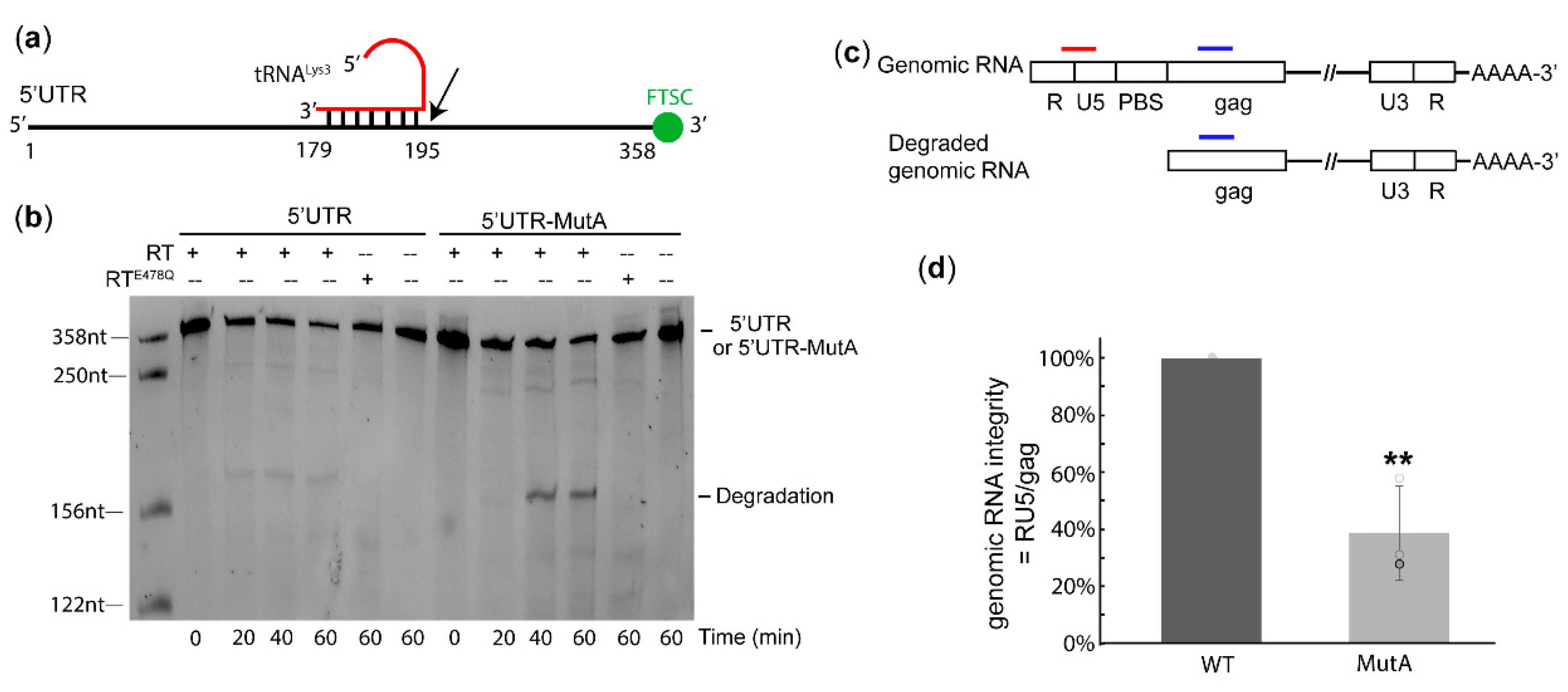 Ijms 22 00058 g004 Ijms 22 00058 g004
