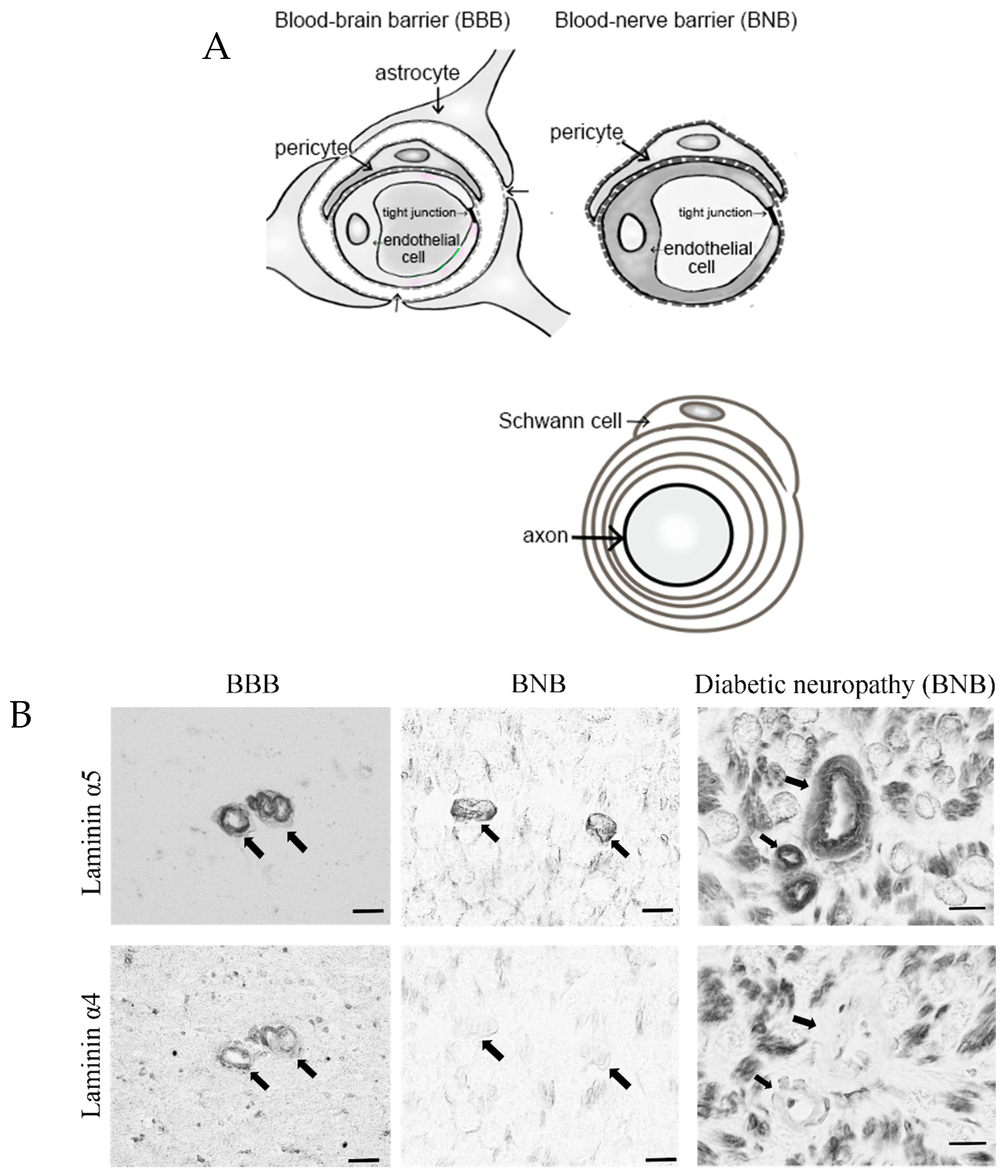 Ijms 22 00062 g001 Ijms 22 00062 g001