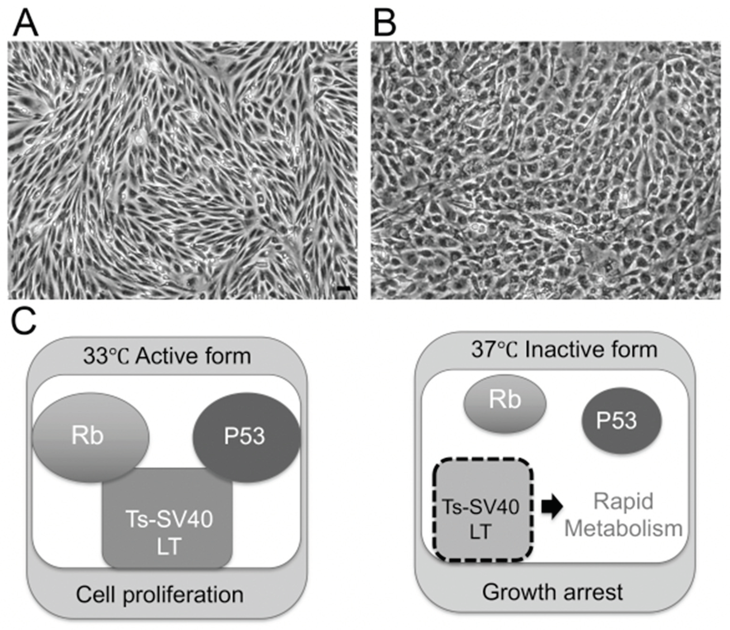 Ijms 22 00062 g002 Ijms 22 00062 g002