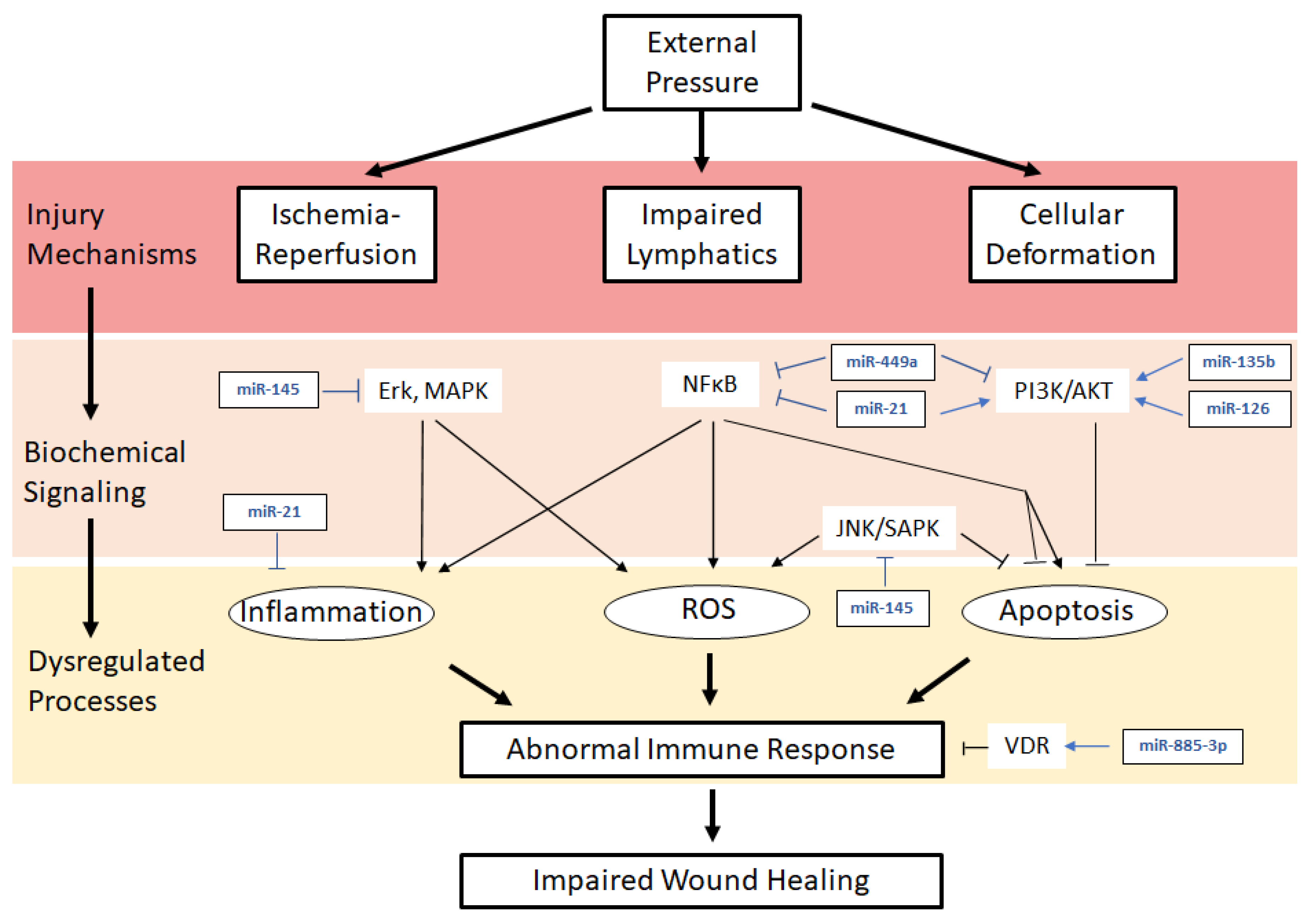 IJMS | Free Full-Text | Role of microRNAs in Pressure Ulcer Immune