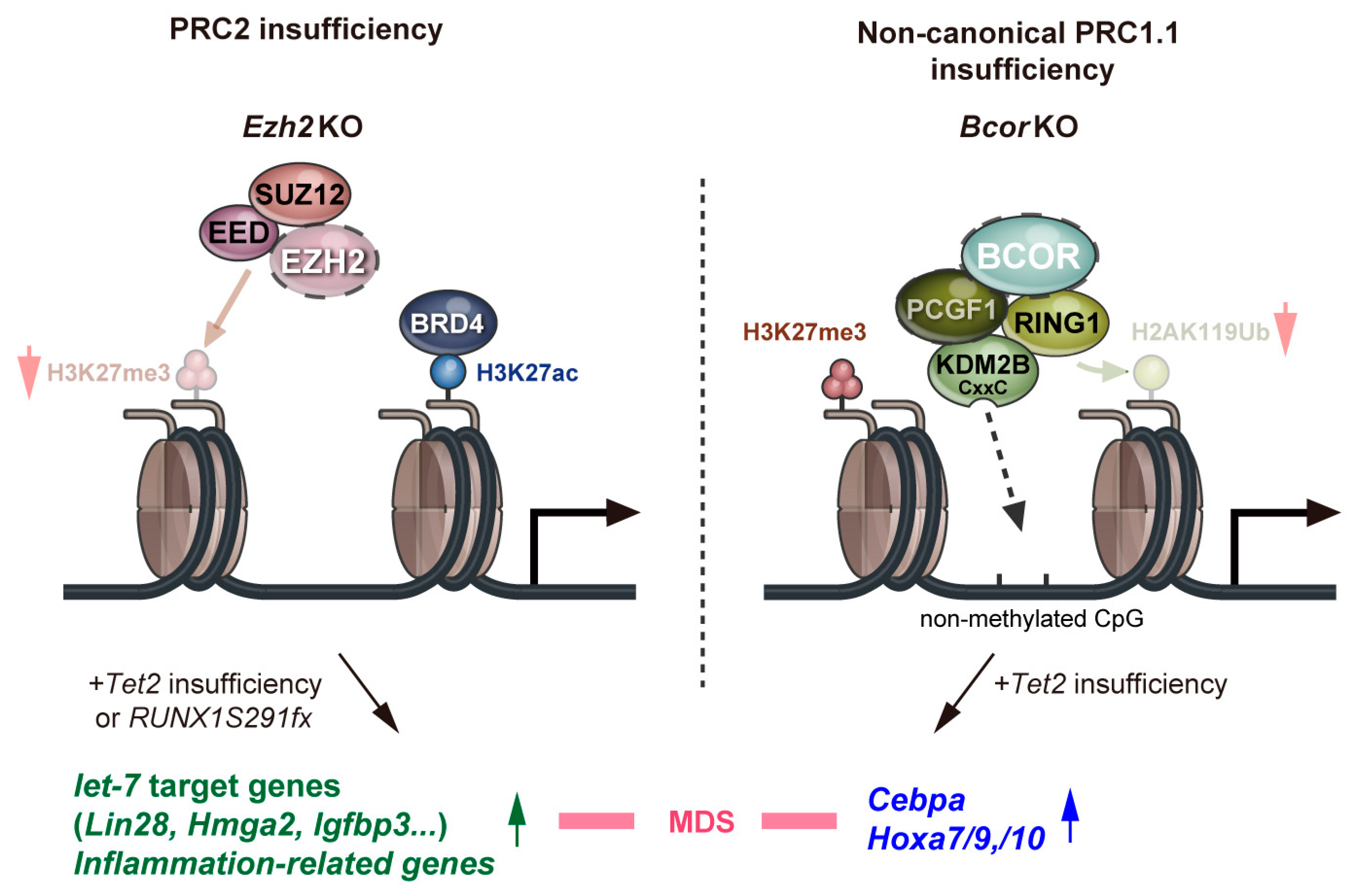 Ijms 22 00074 g002 Ijms 22 00074 g002