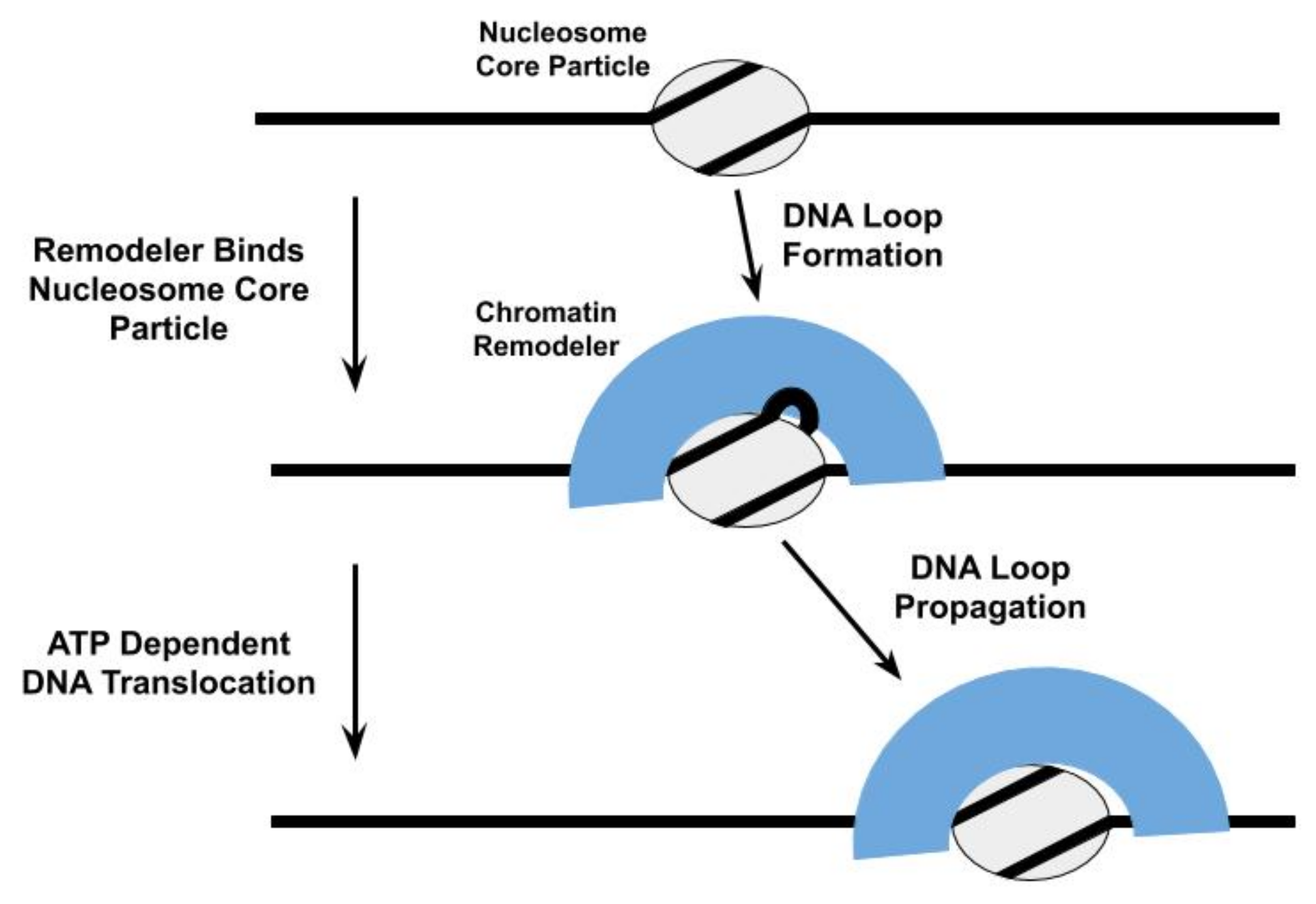 Remodeler Catalyzed Nucleosome Repositioning ... Biology Diagrams