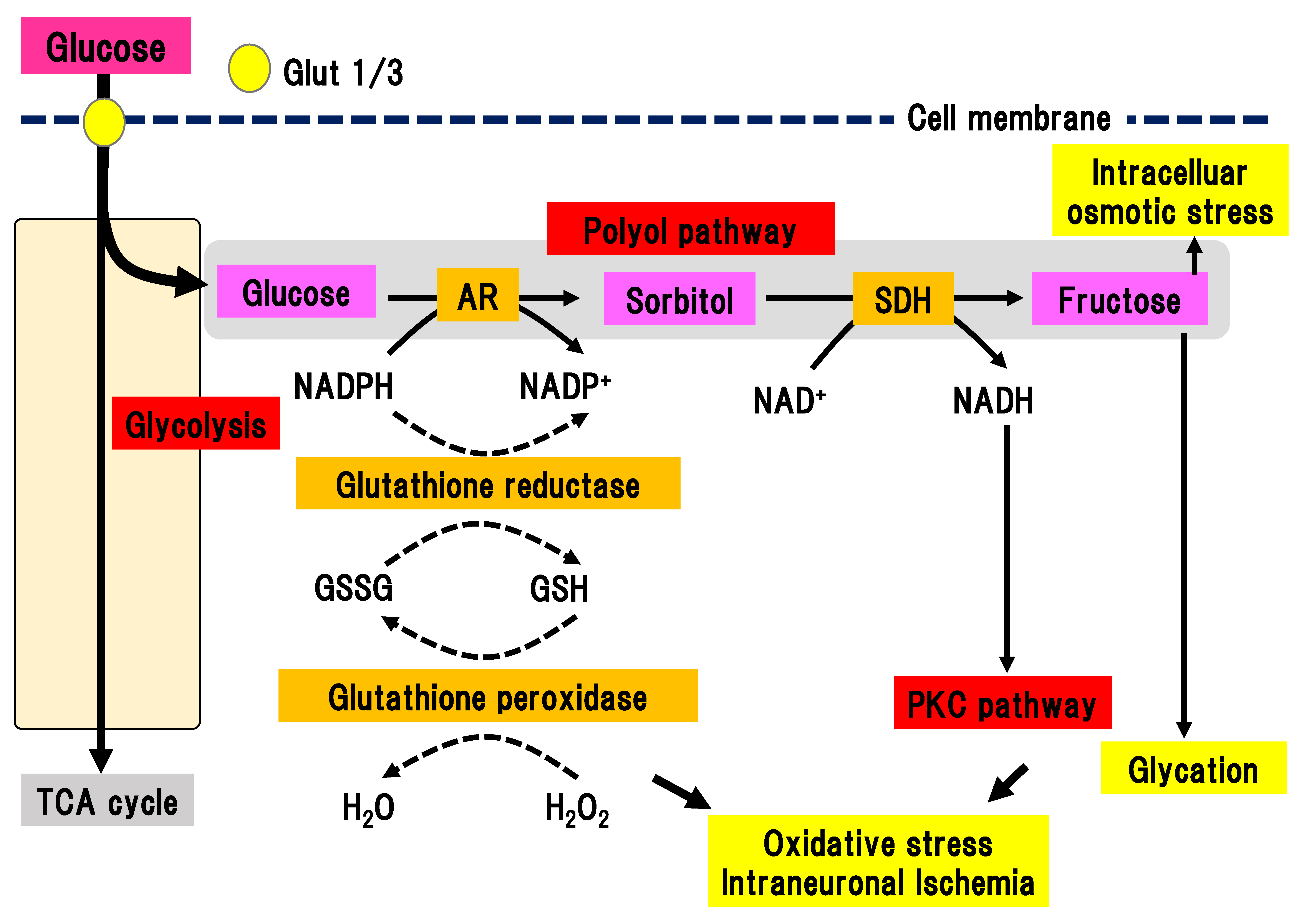 Sorbitol pathway