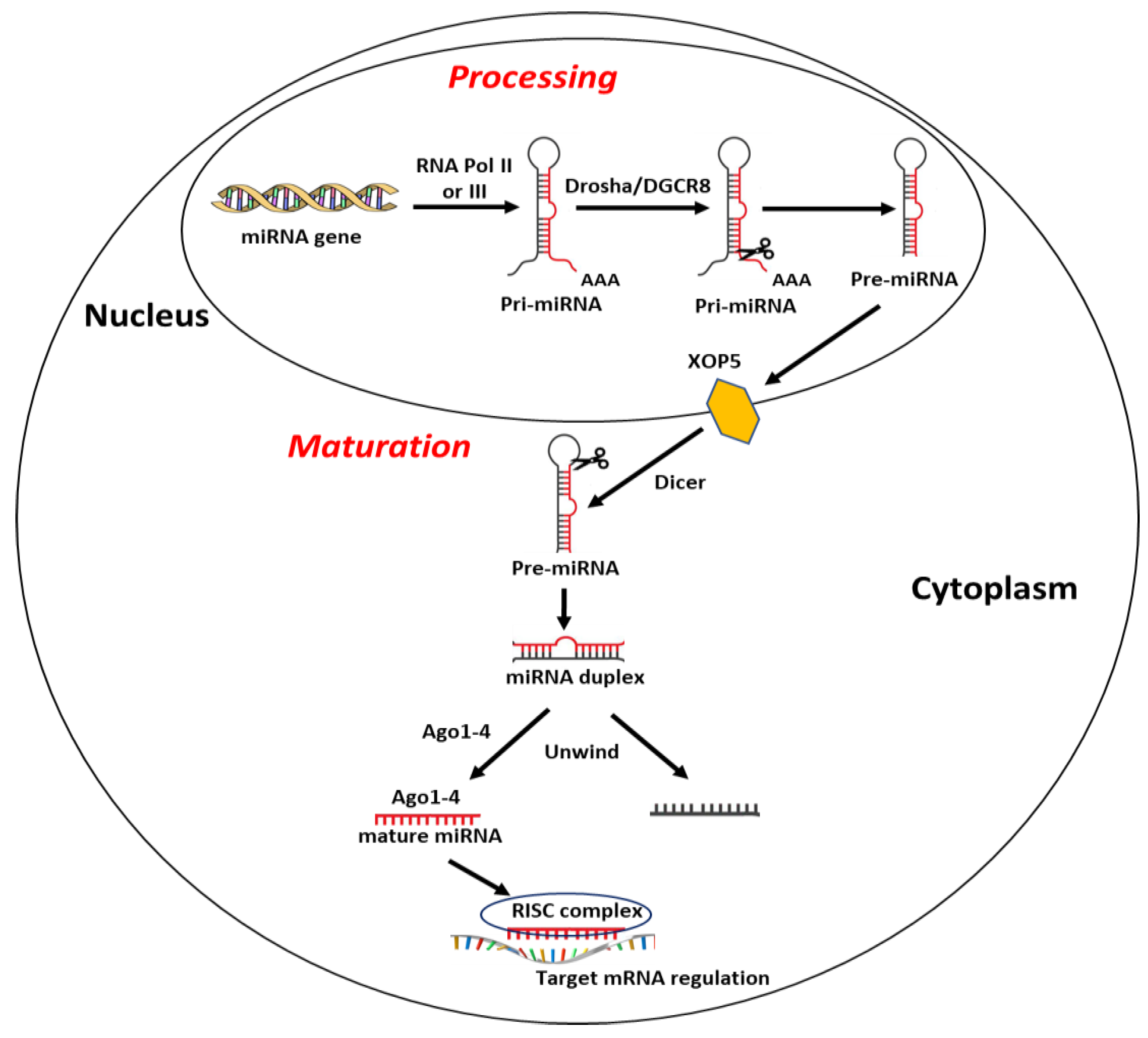 Ijms 22 00098 g001 Ijms 22 00098 g001