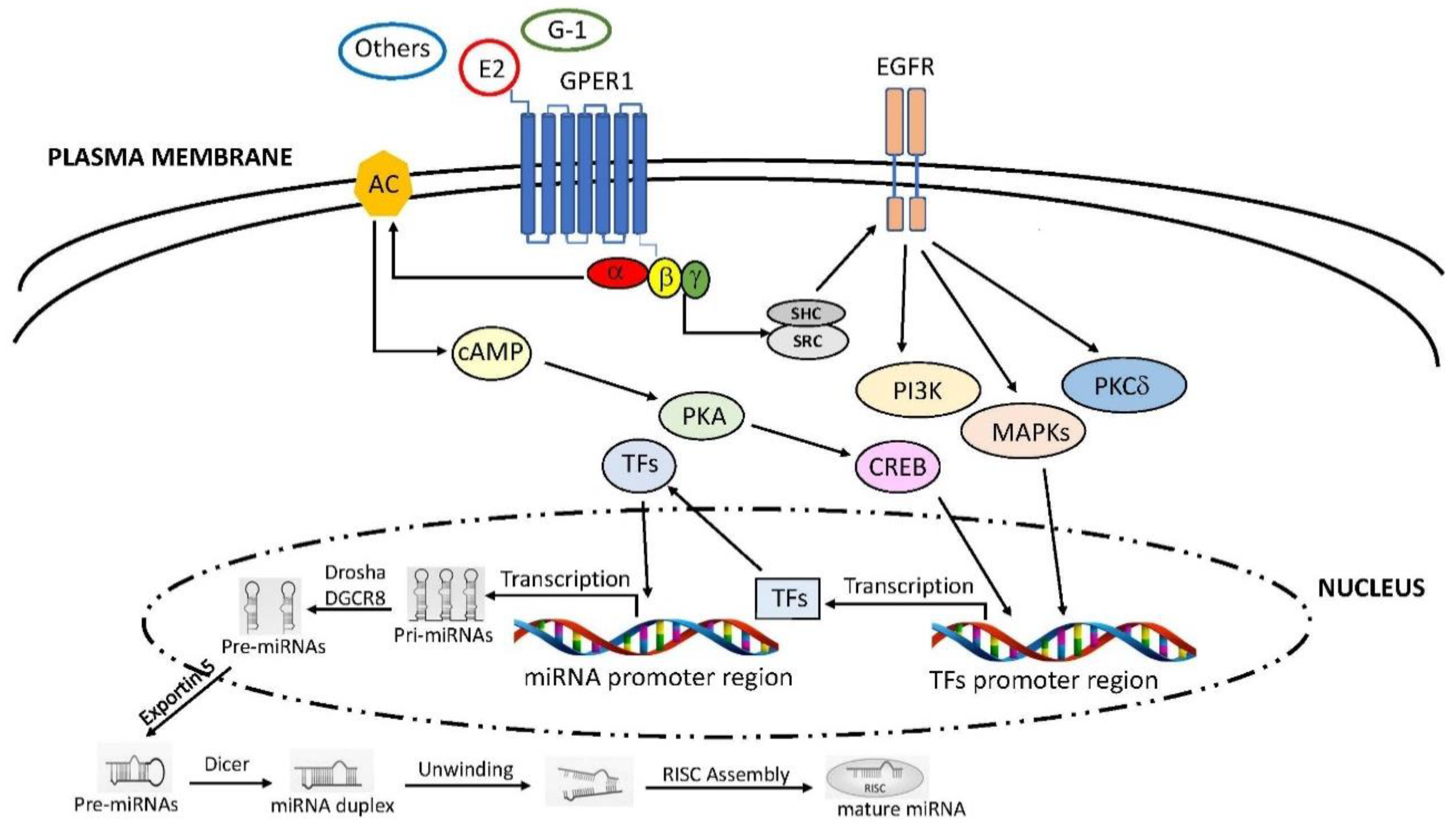 Ijms 22 00098 g002 Ijms 22 00098 g002
