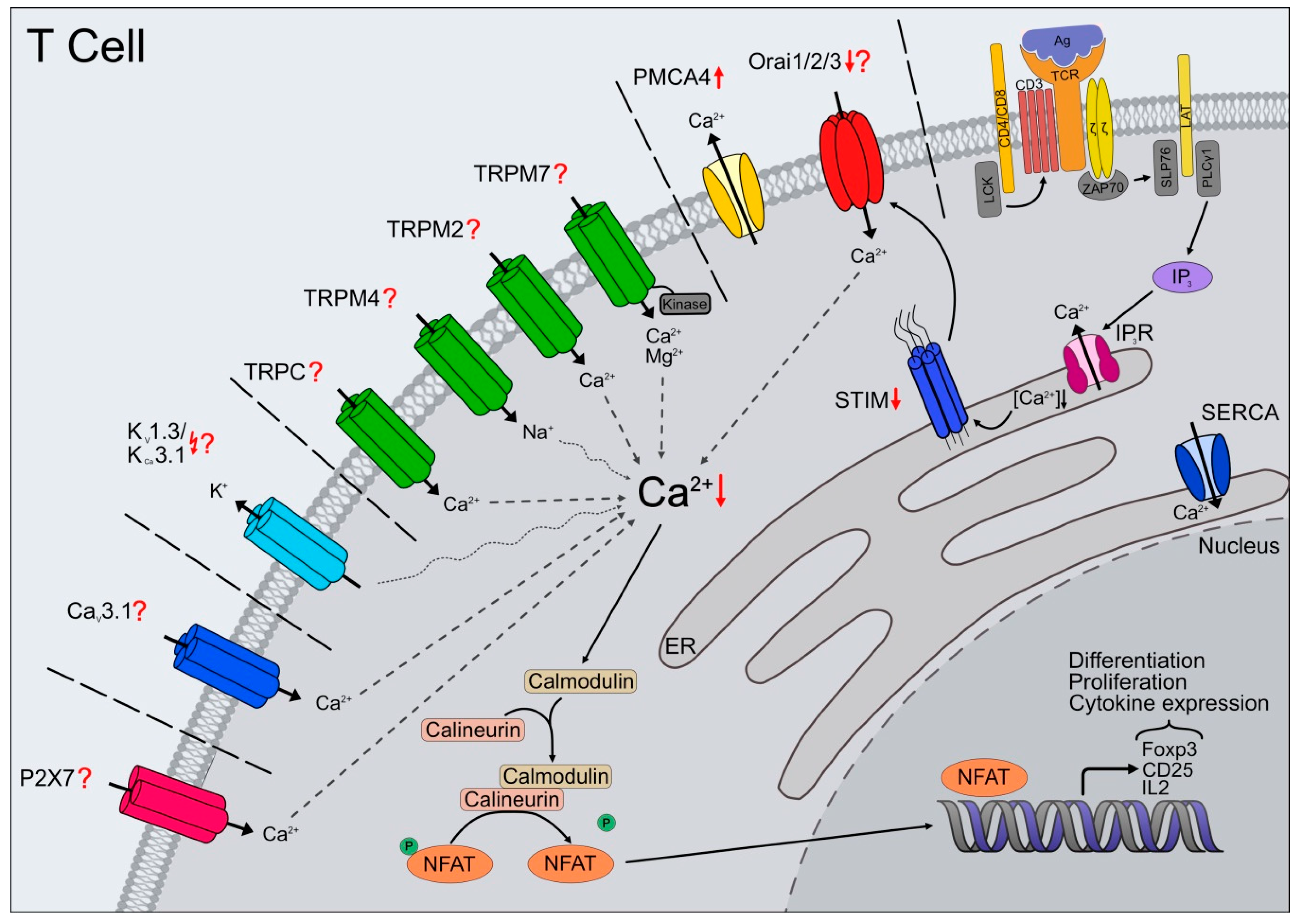 Ijms 22 00110 g001 Ijms 22 00110 g001