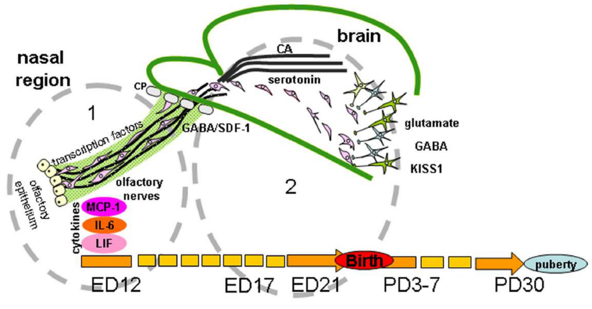 Ijms 22 00114 g002 Ijms 22 00114 g002