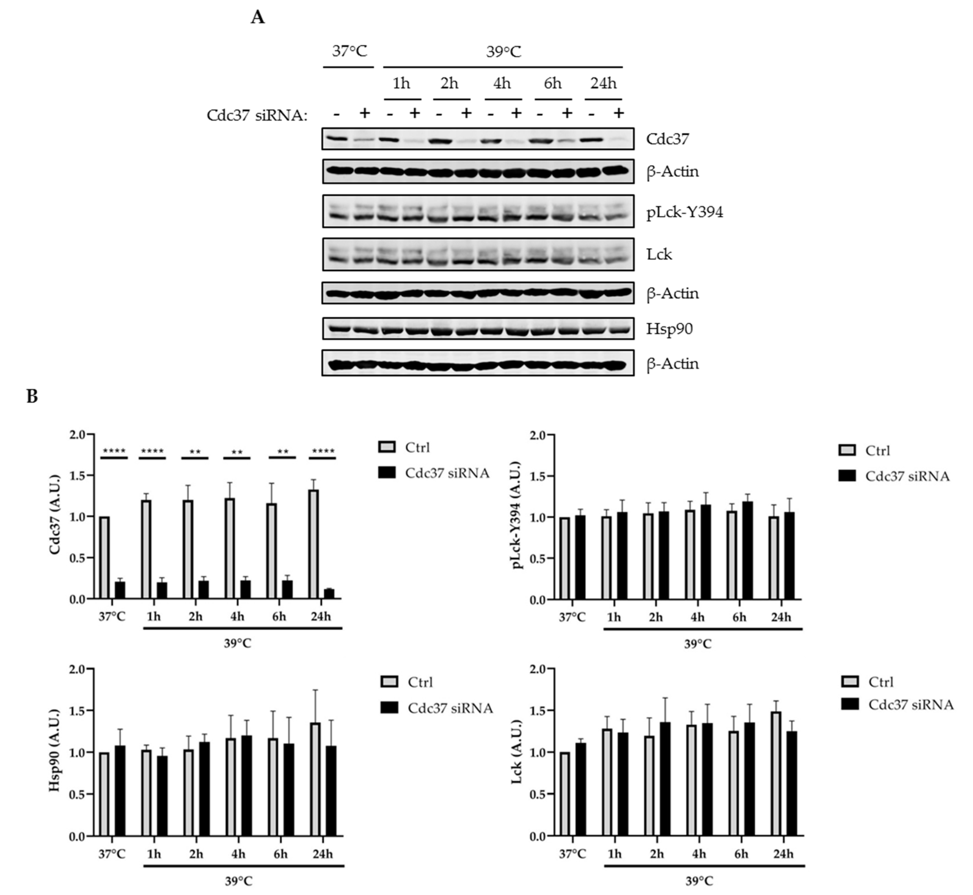 Ijms 22 00126 g003 Ijms 22 00126 g003