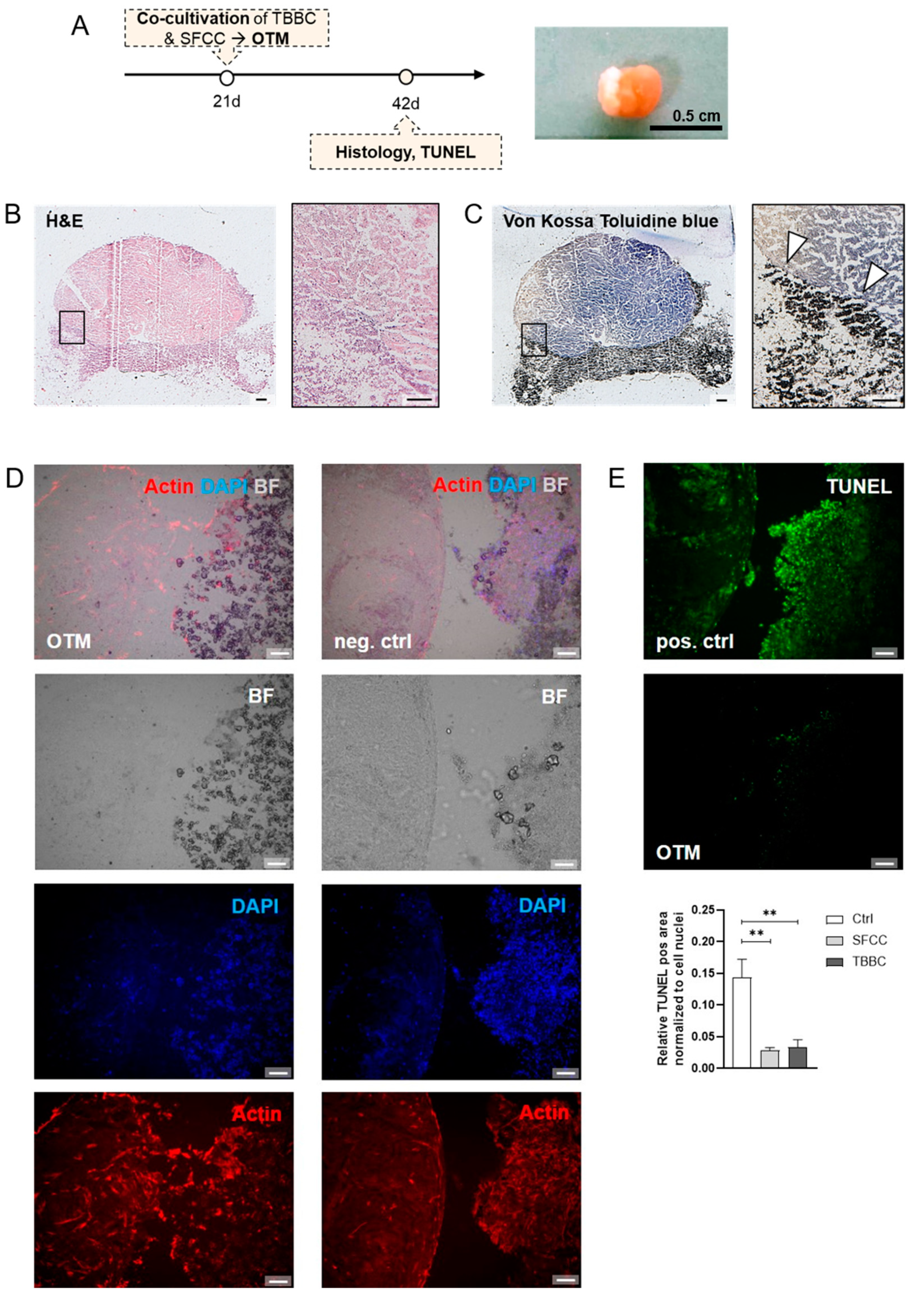 Ijms 22 00128 g006 Ijms 22 00128 g006
