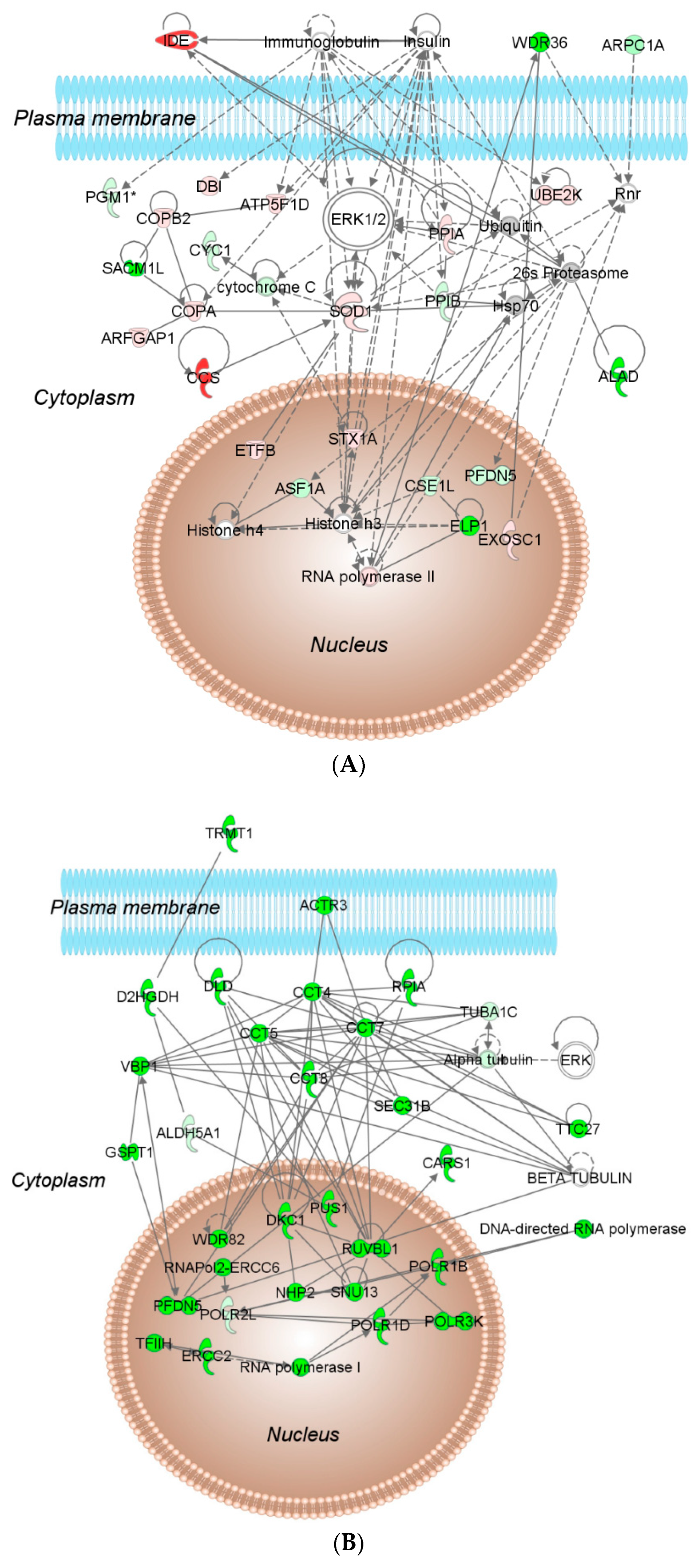 Ijms 22 00167 g002a Ijms 22 00167 g002a