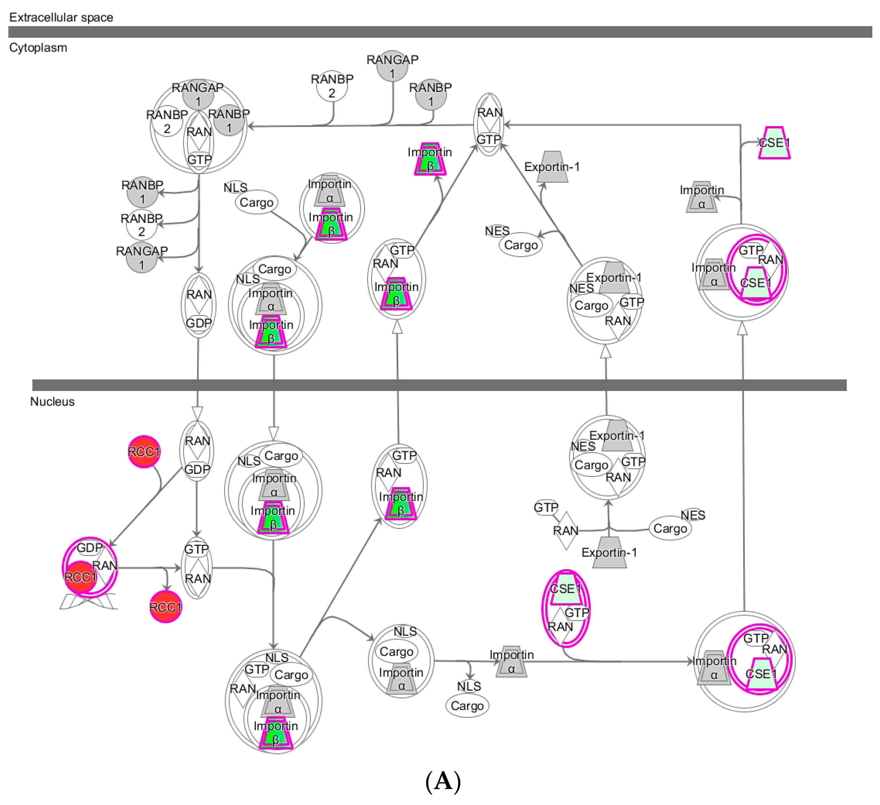 Ijms 22 00167 g003a Ijms 22 00167 g003a