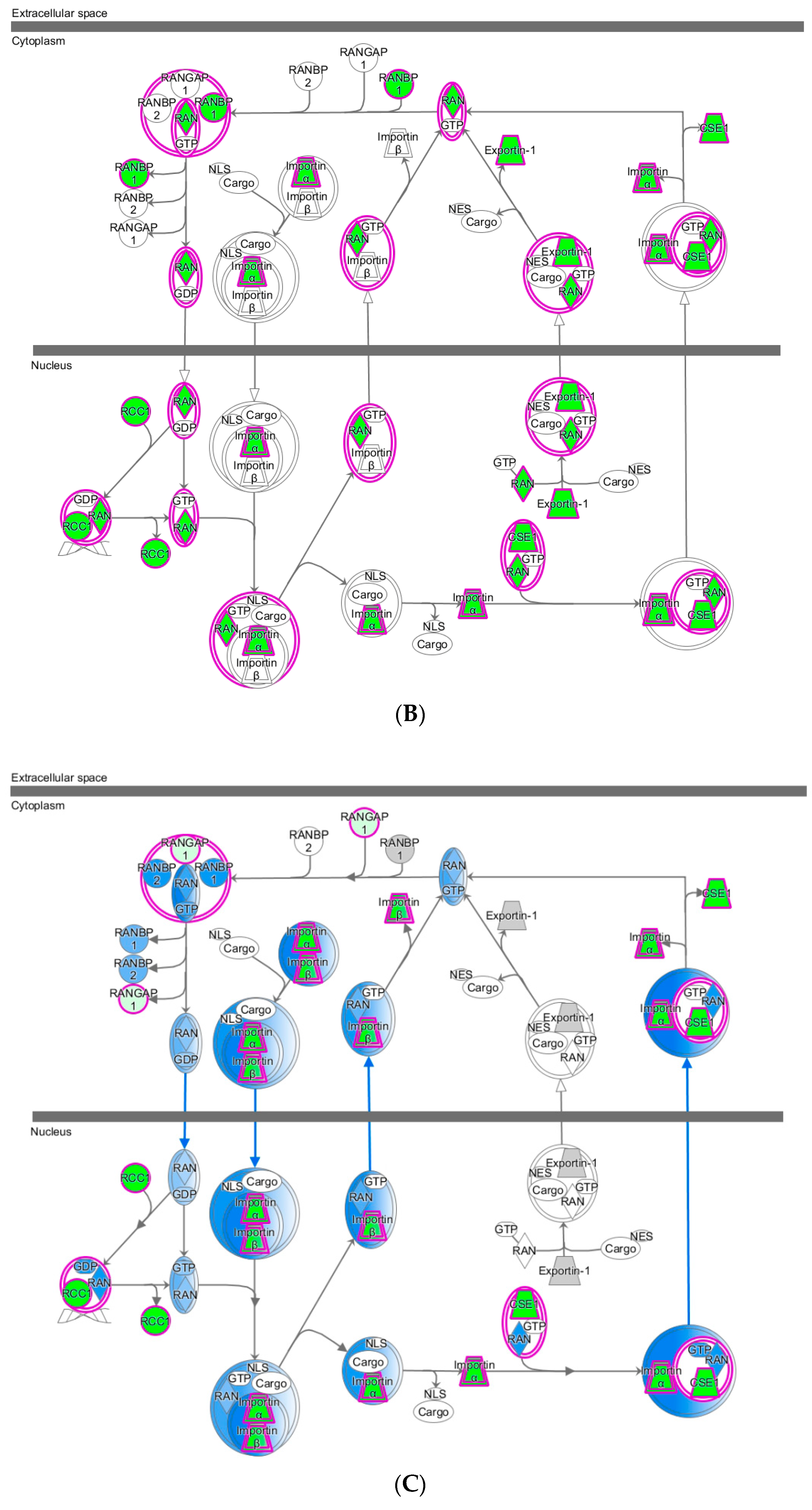 Ijms 22 00167 g003b Ijms 22 00167 g003b