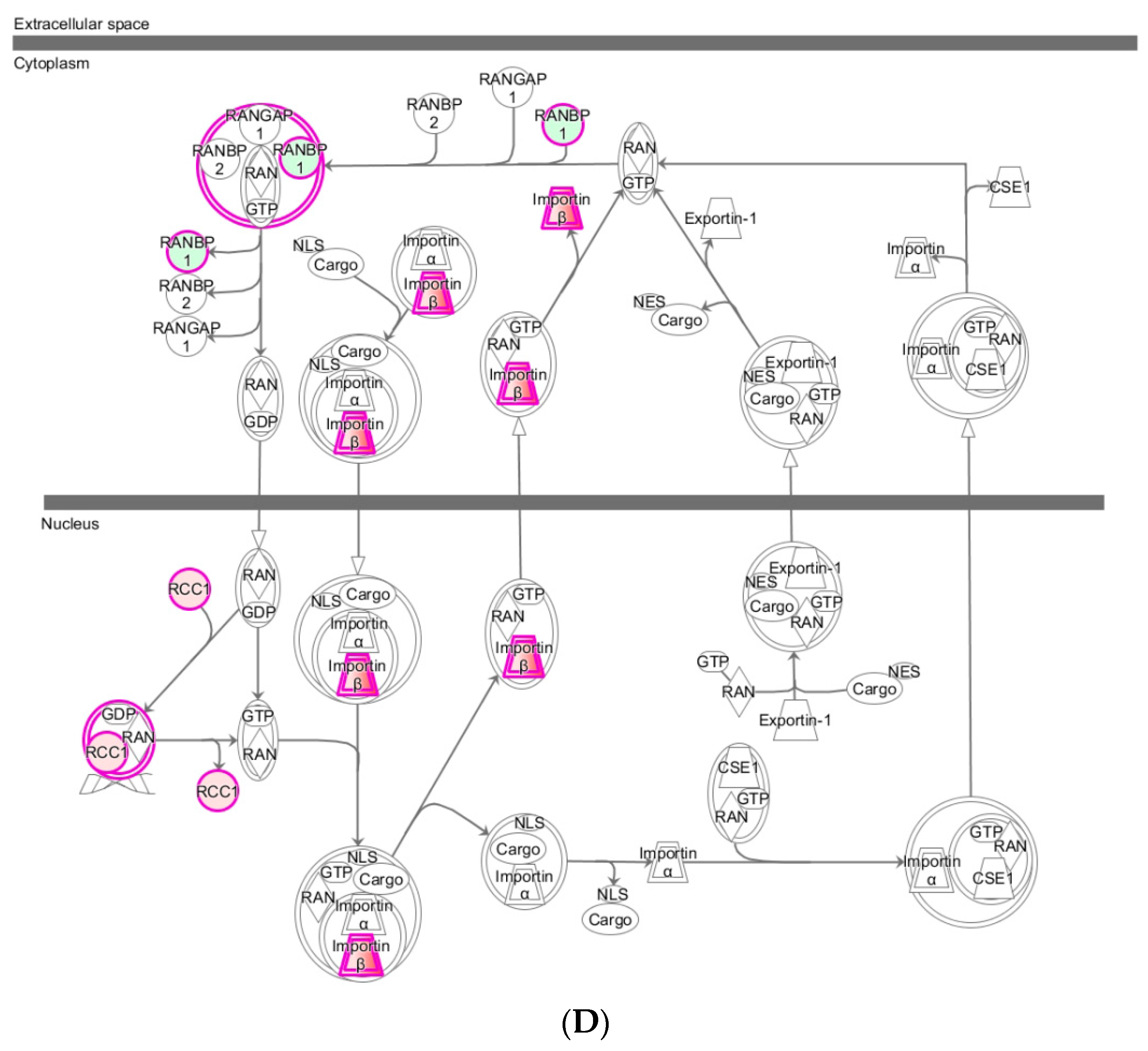 Ijms 22 00167 g003c Ijms 22 00167 g003c