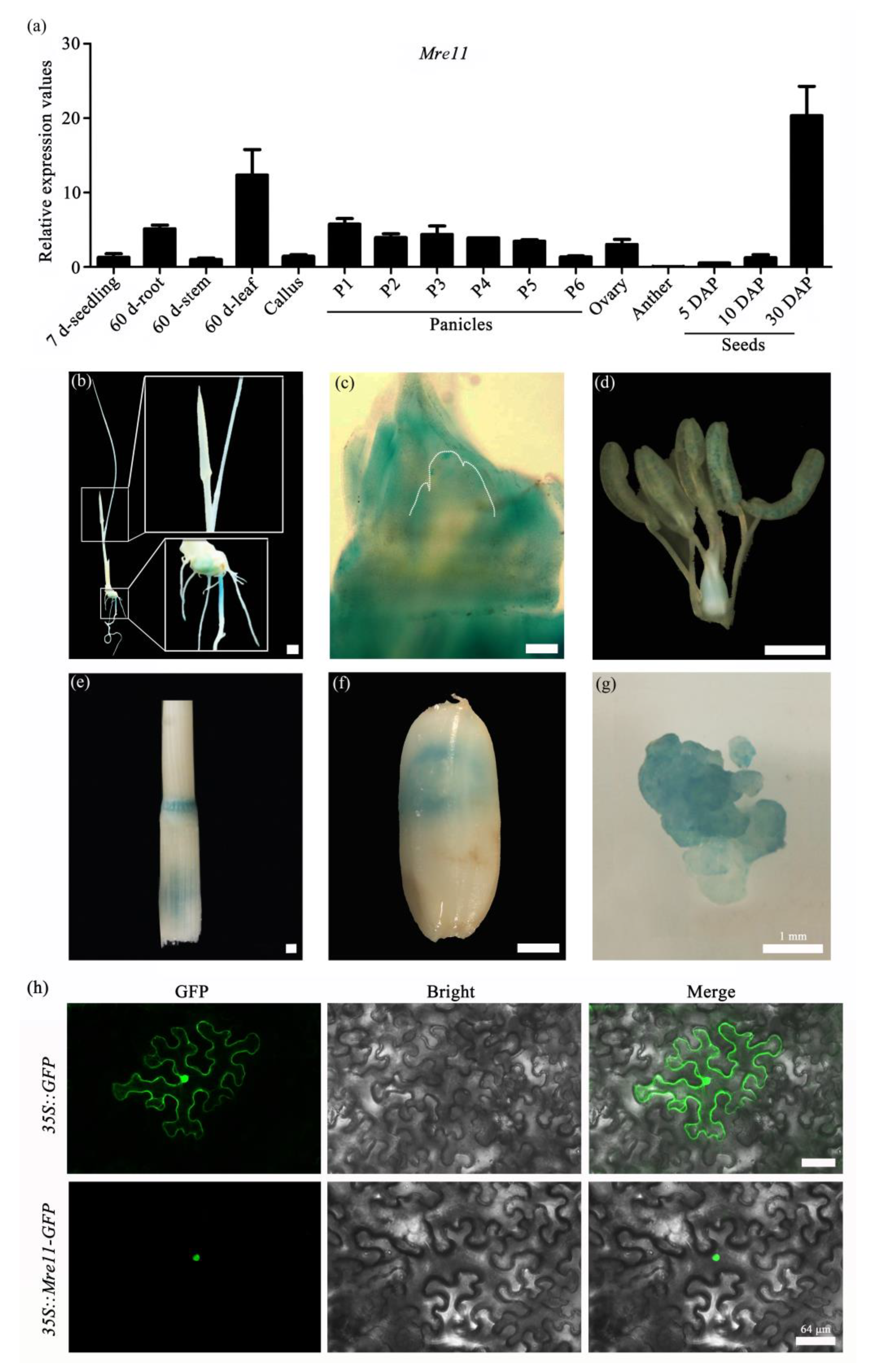 Ijms 22 00169 g001 Ijms 22 00169 g001