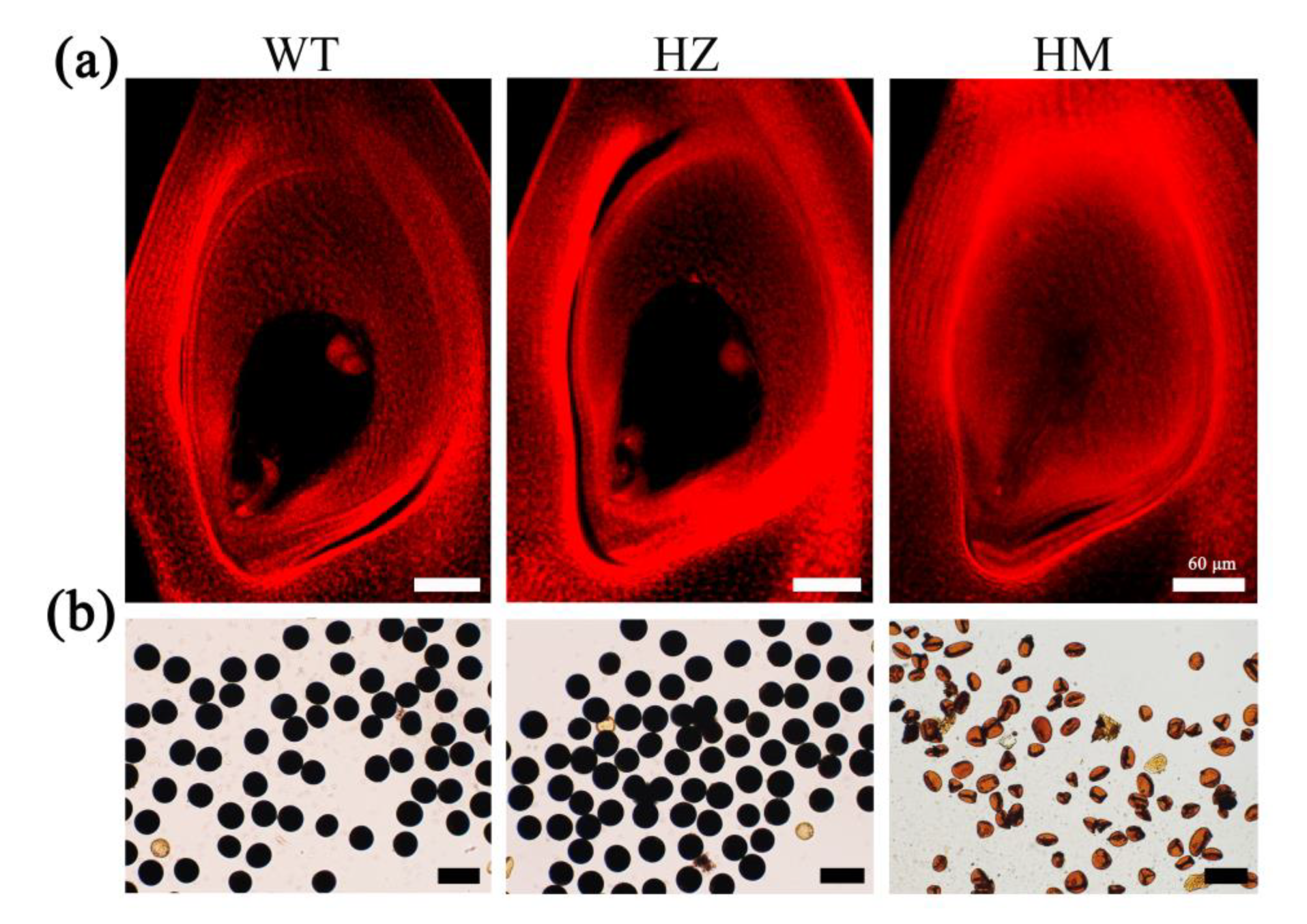 Ijms 22 00169 g003 Ijms 22 00169 g003