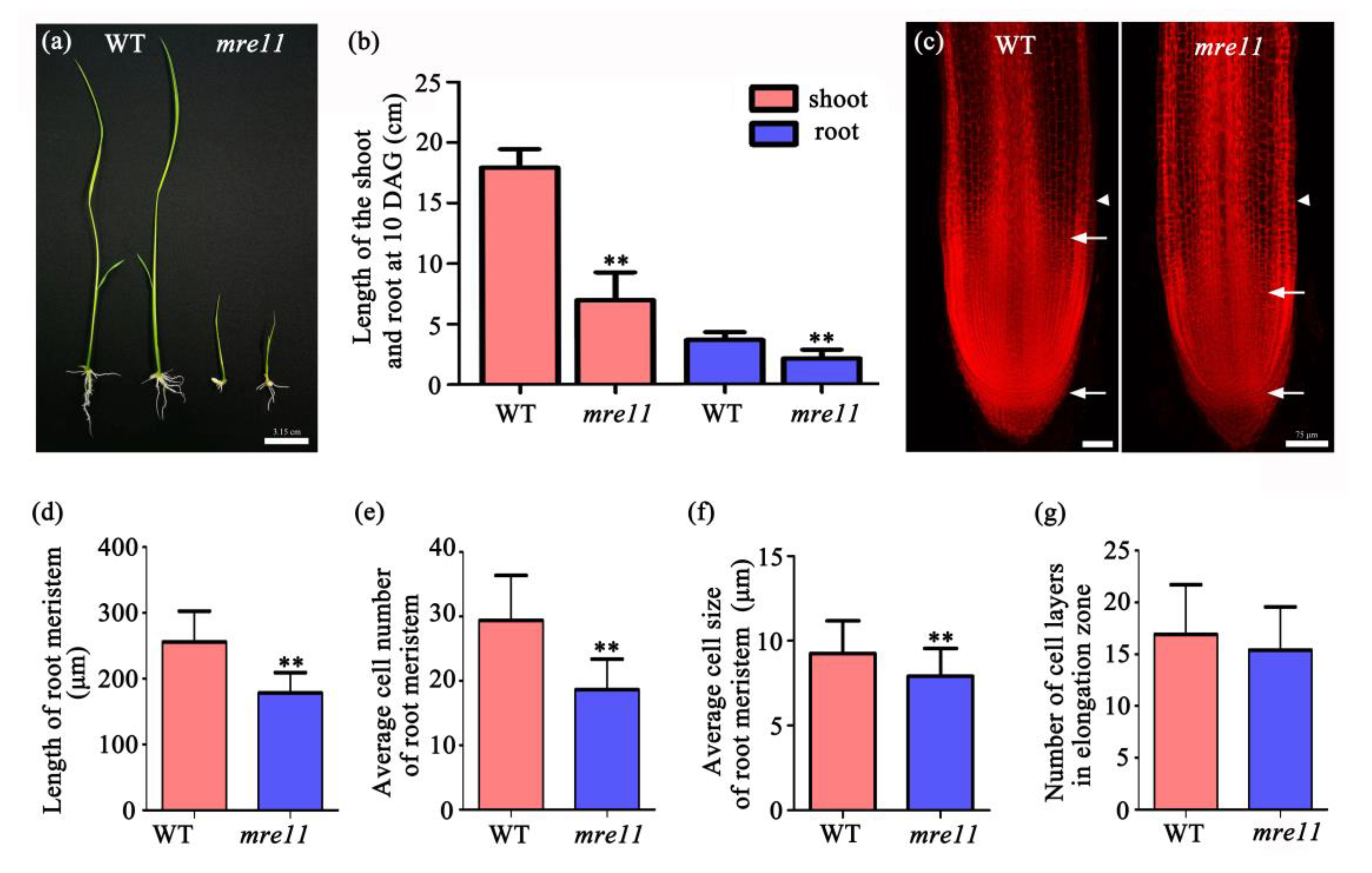 Ijms 22 00169 g004 Ijms 22 00169 g004