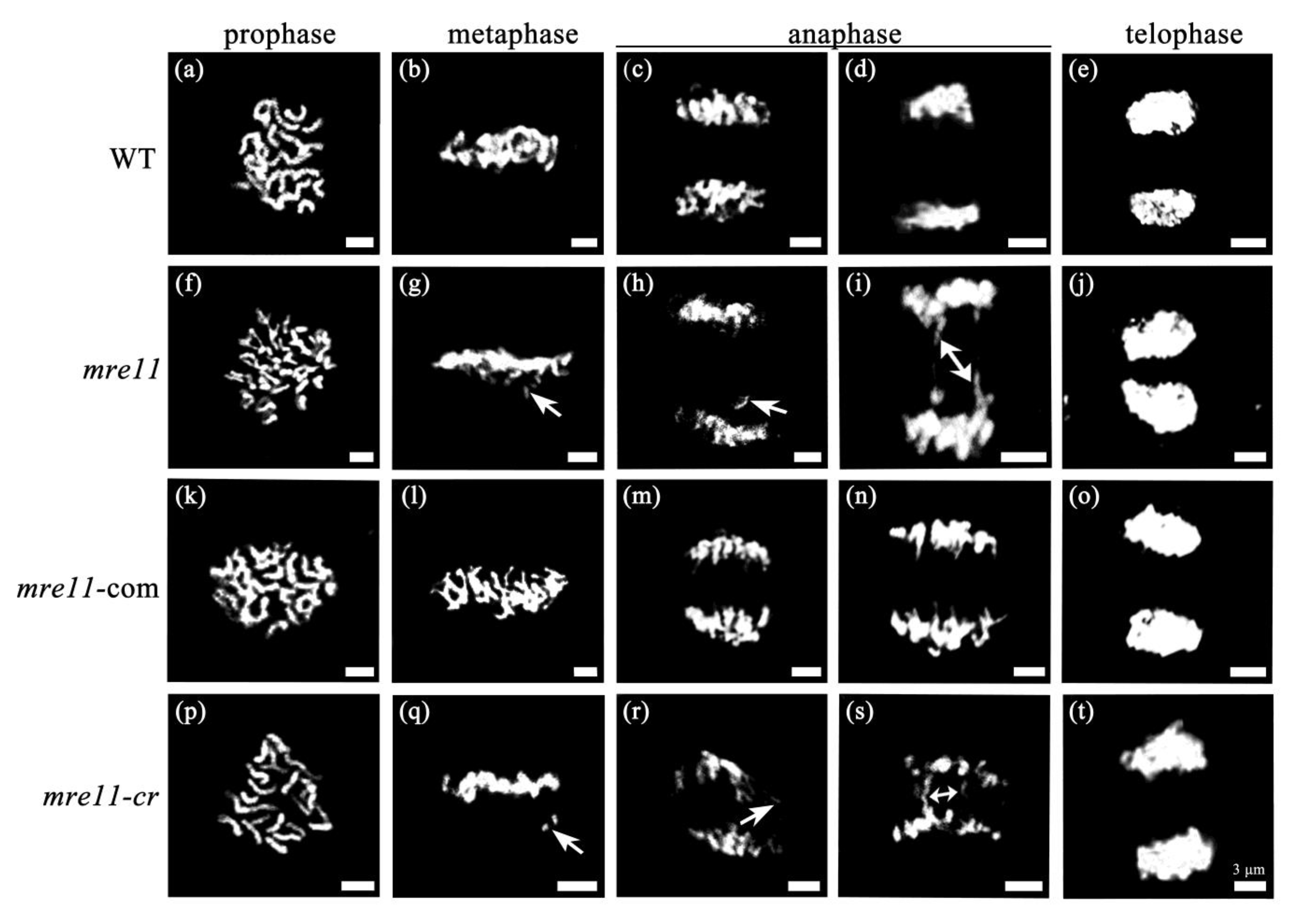 Ijms 22 00169 g005 Ijms 22 00169 g005