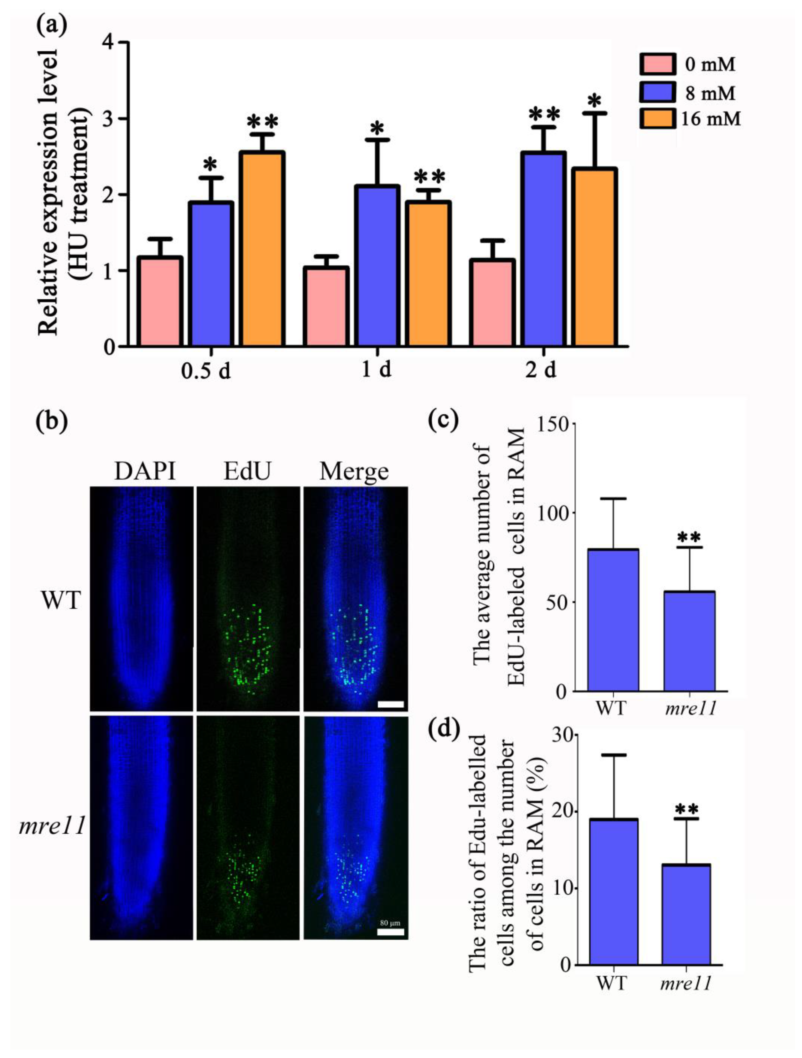 Ijms 22 00169 g006 Ijms 22 00169 g006