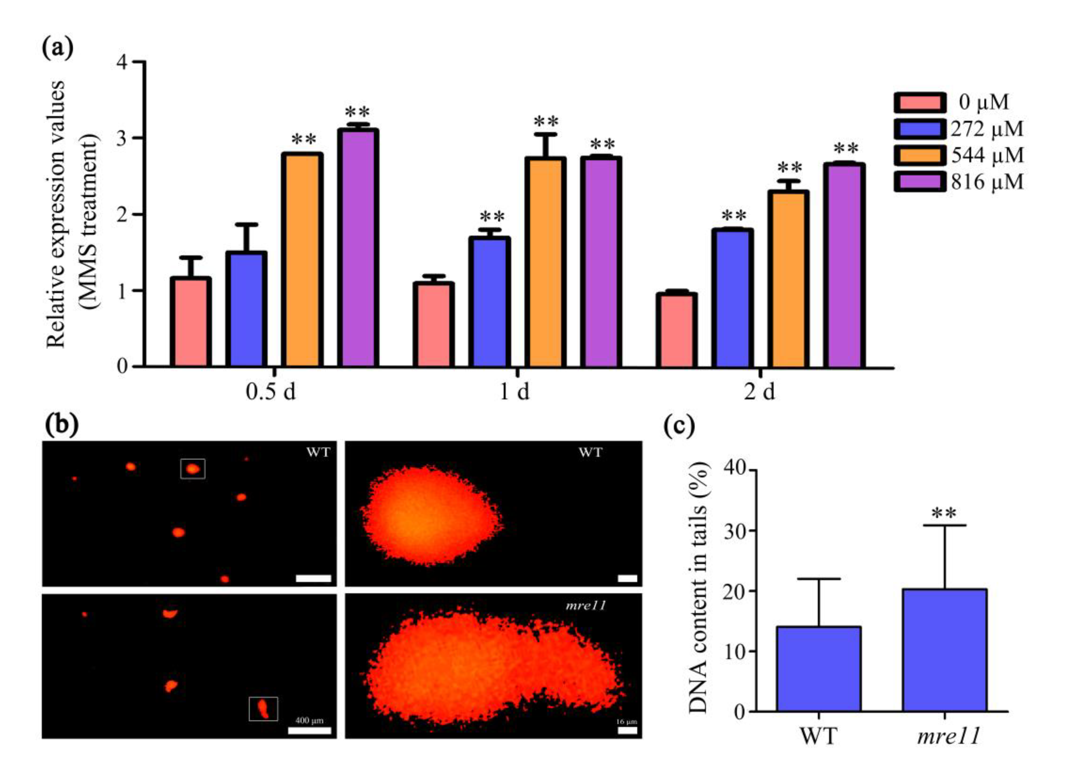 Ijms 22 00169 g007 Ijms 22 00169 g007