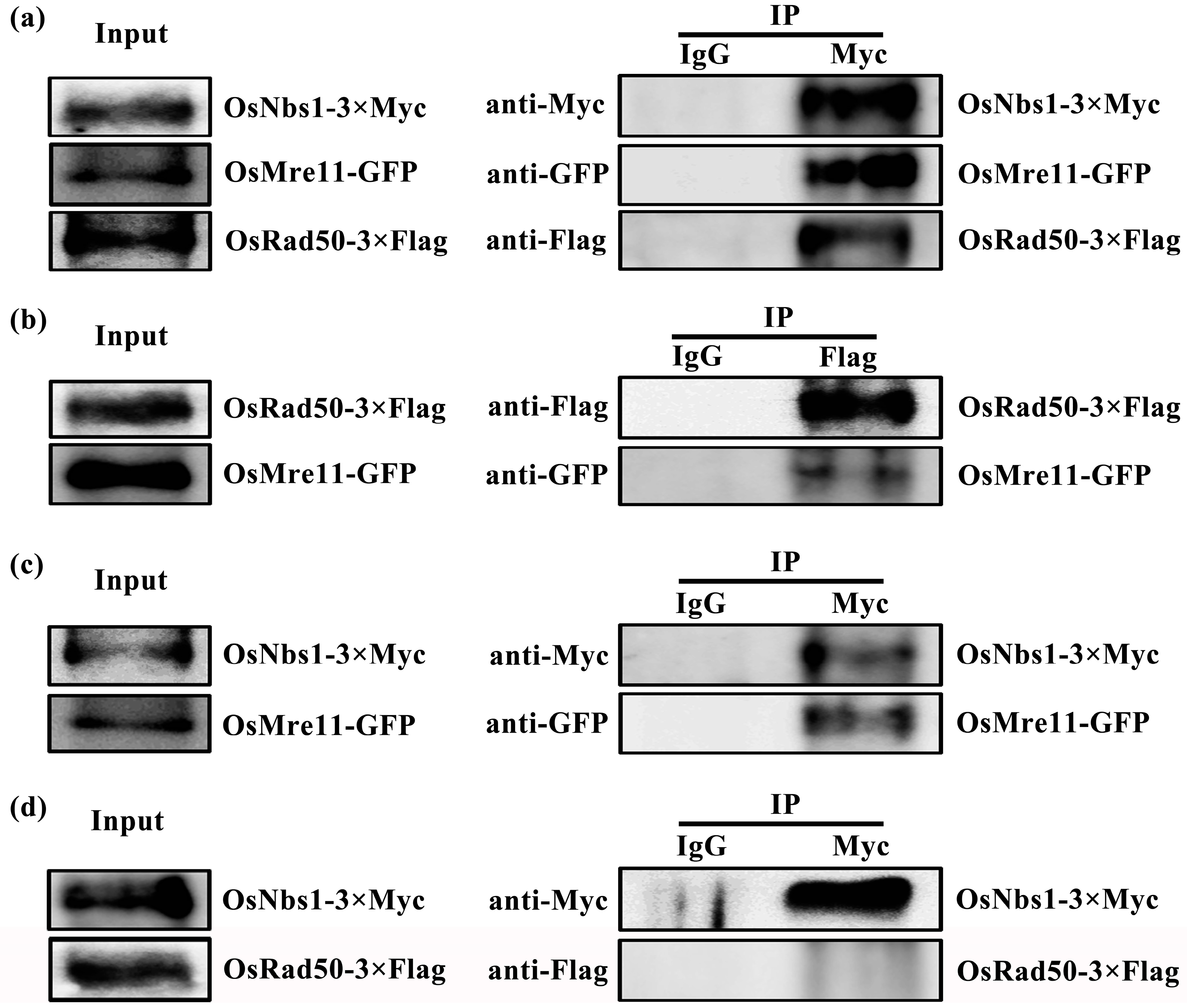 Ijms 22 00169 g008 Ijms 22 00169 g008