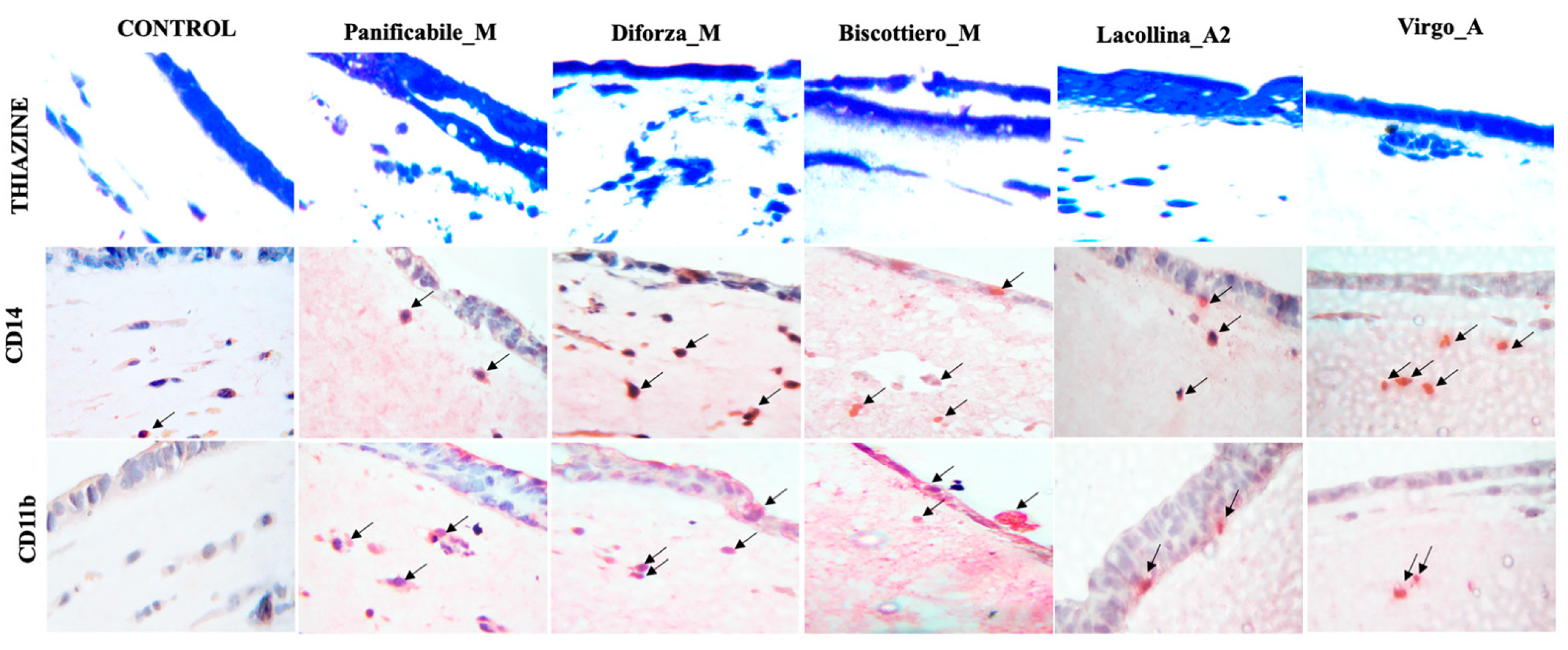 Ijms 22 00172 g008 Ijms 22 00172 g008