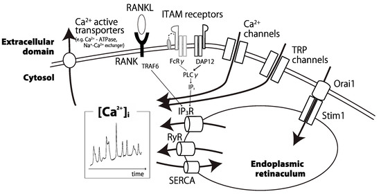 Ijms Free Full Text Finely Tuned Calcium Oscillations In Osteoclast Differentiation And Bone Resorption Html [ 280 x 550 Pixel ]