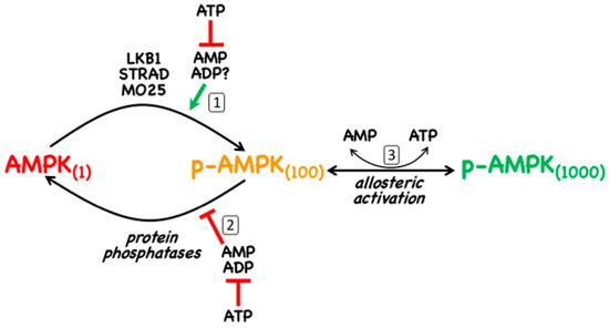 IJMS | Free Full-Text | AMP-Activated Protein Kinase: Do We Need 