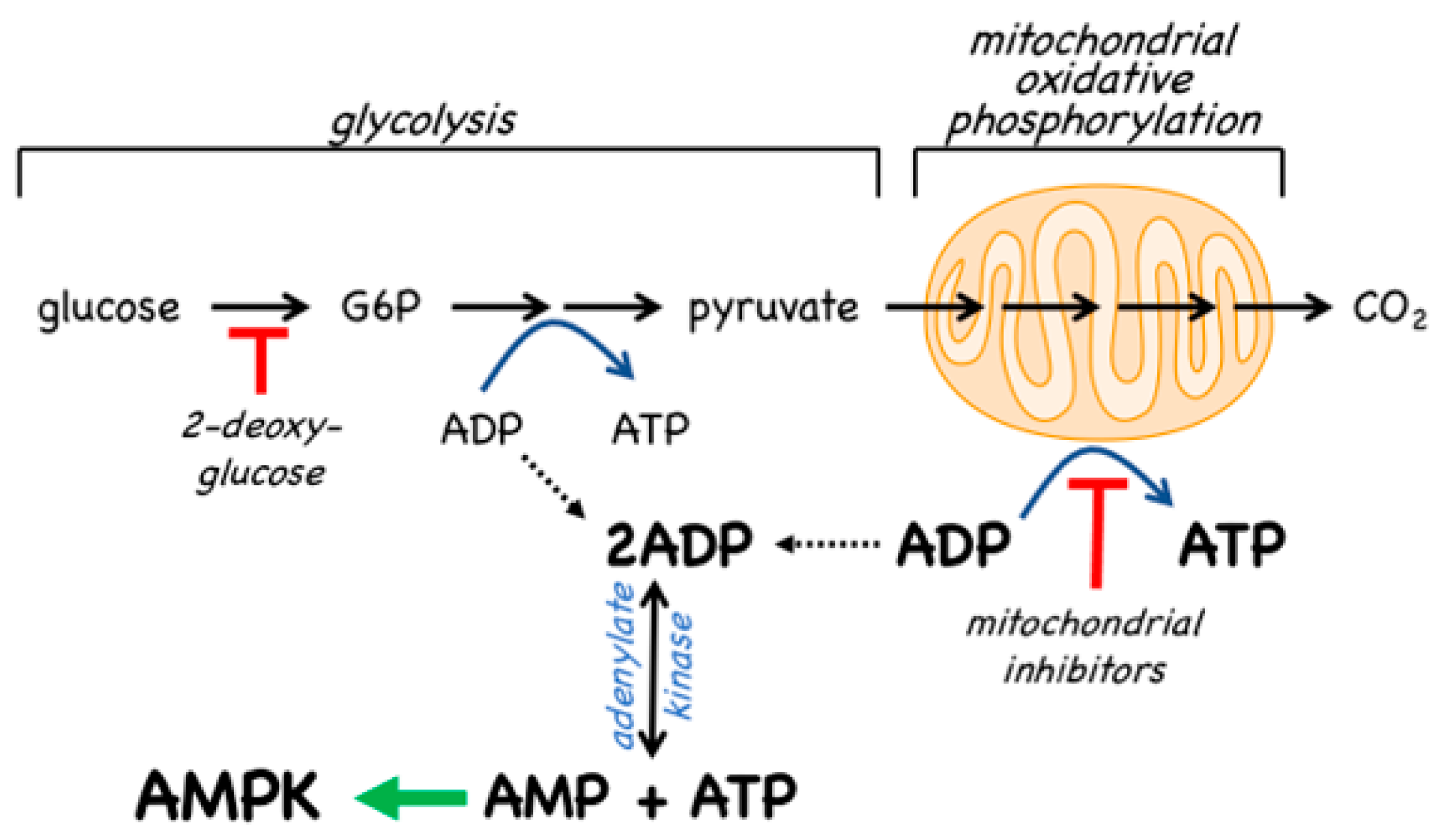 IJMS | Free Full-Text | AMP-Activated Protein Kinase: Do We Need 