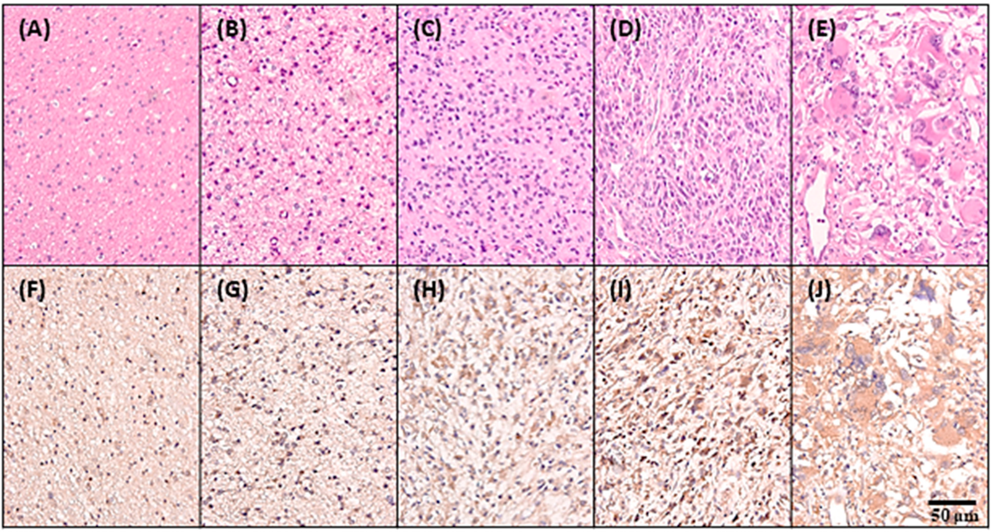 Ijms 22 00197 g003 Ijms 22 00197 g003