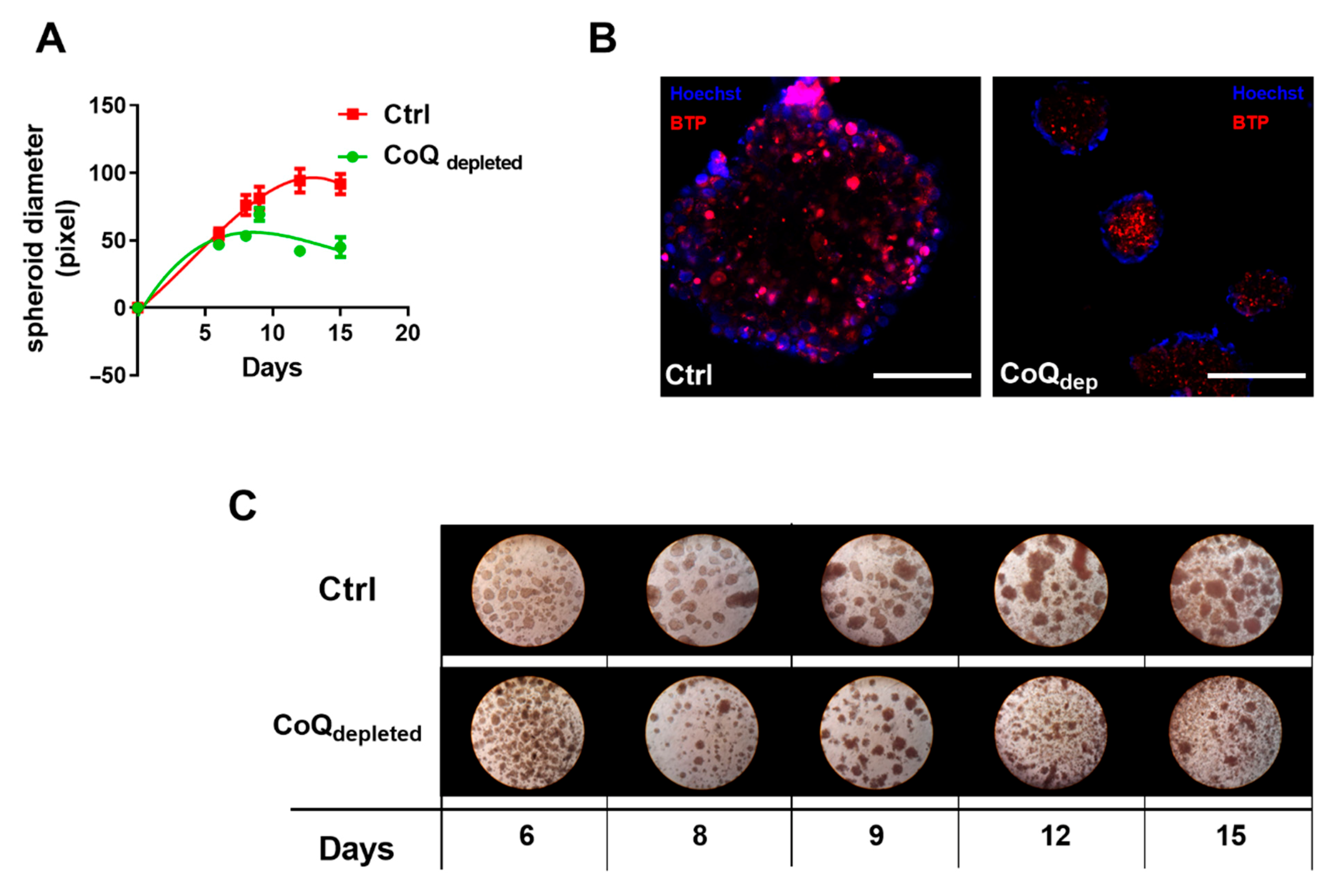 Ijms 22 00198 g006 Ijms 22 00198 g006