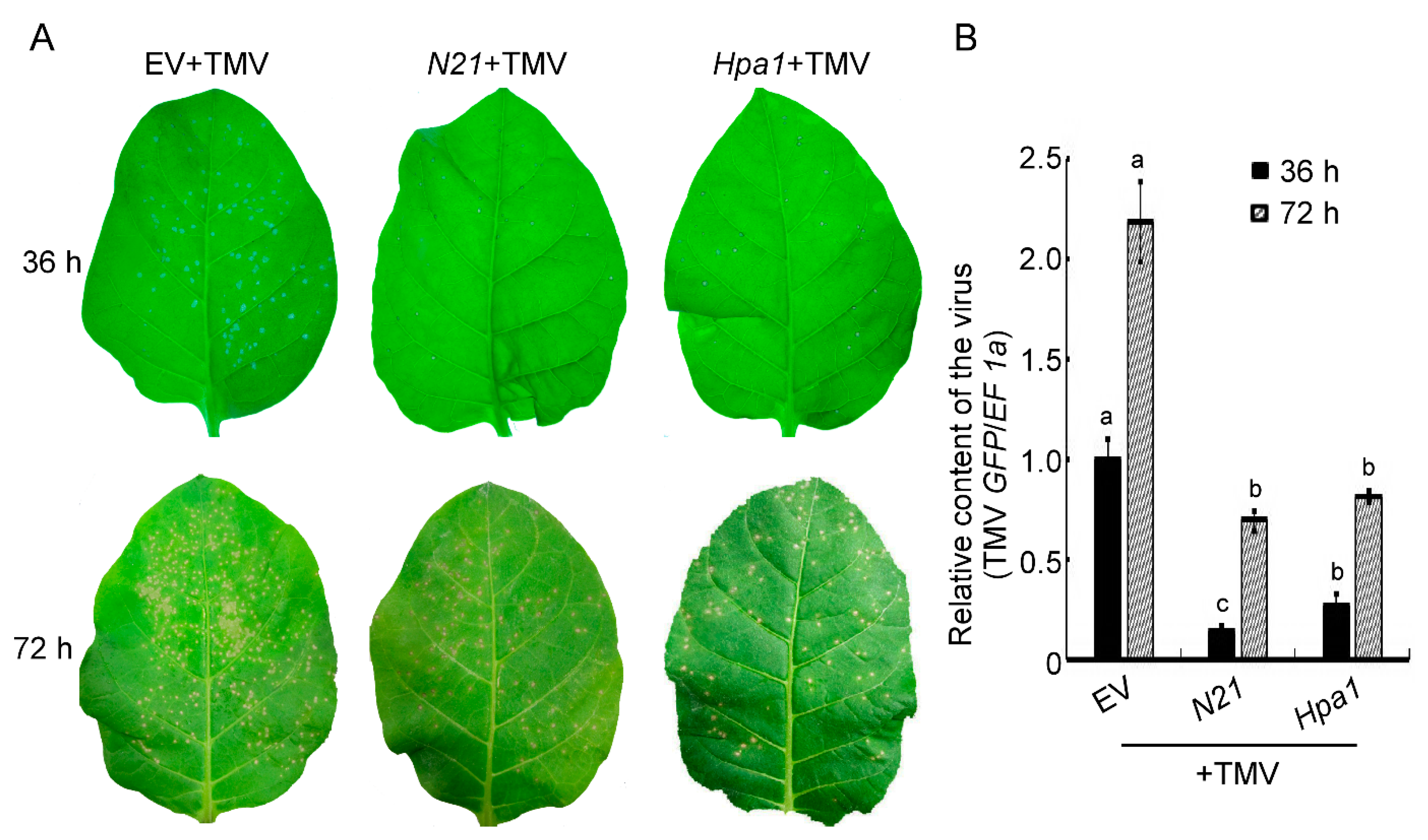 Ijms 22 00203 g002 Ijms 22 00203 g002
