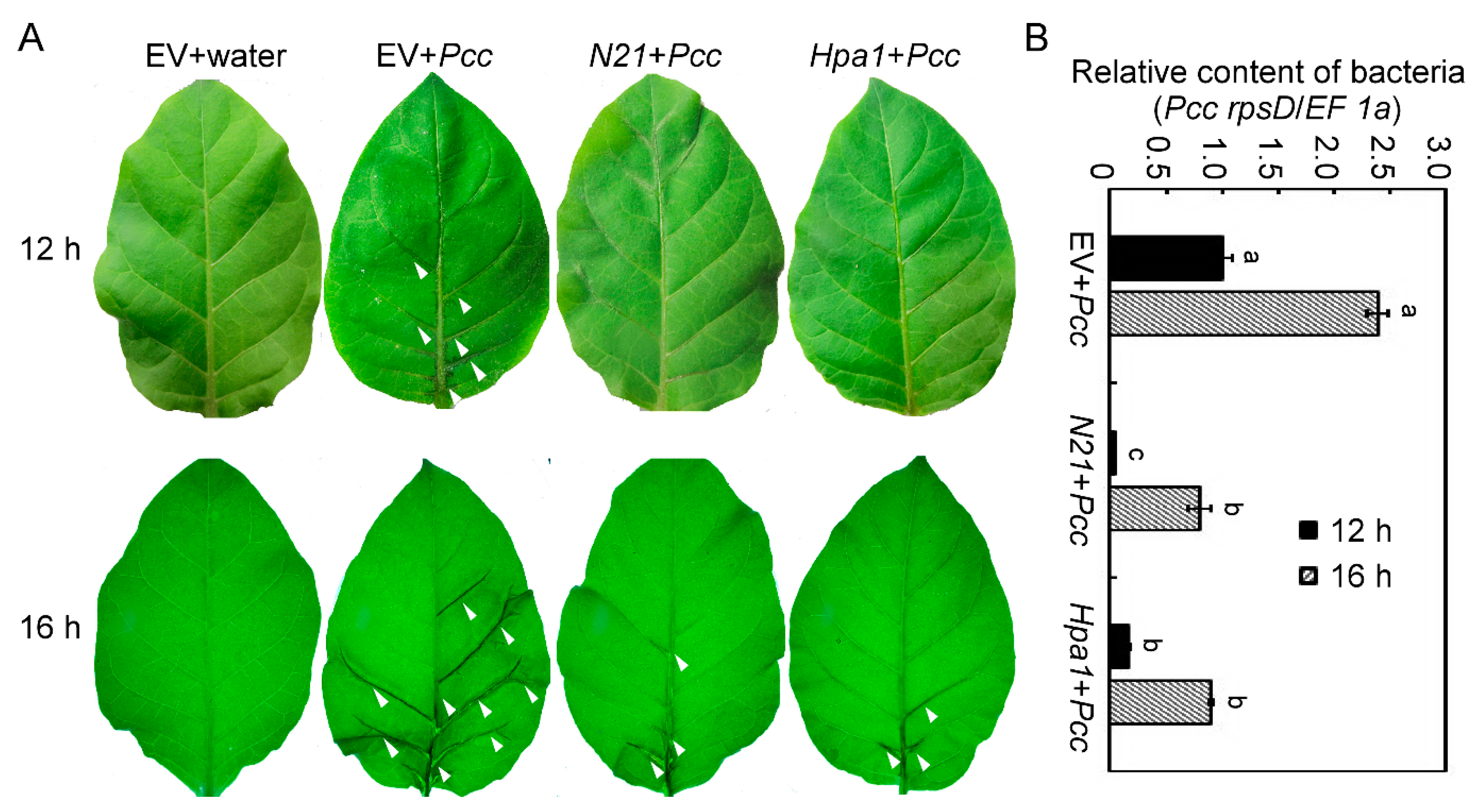 Ijms 22 00203 g003 Ijms 22 00203 g003