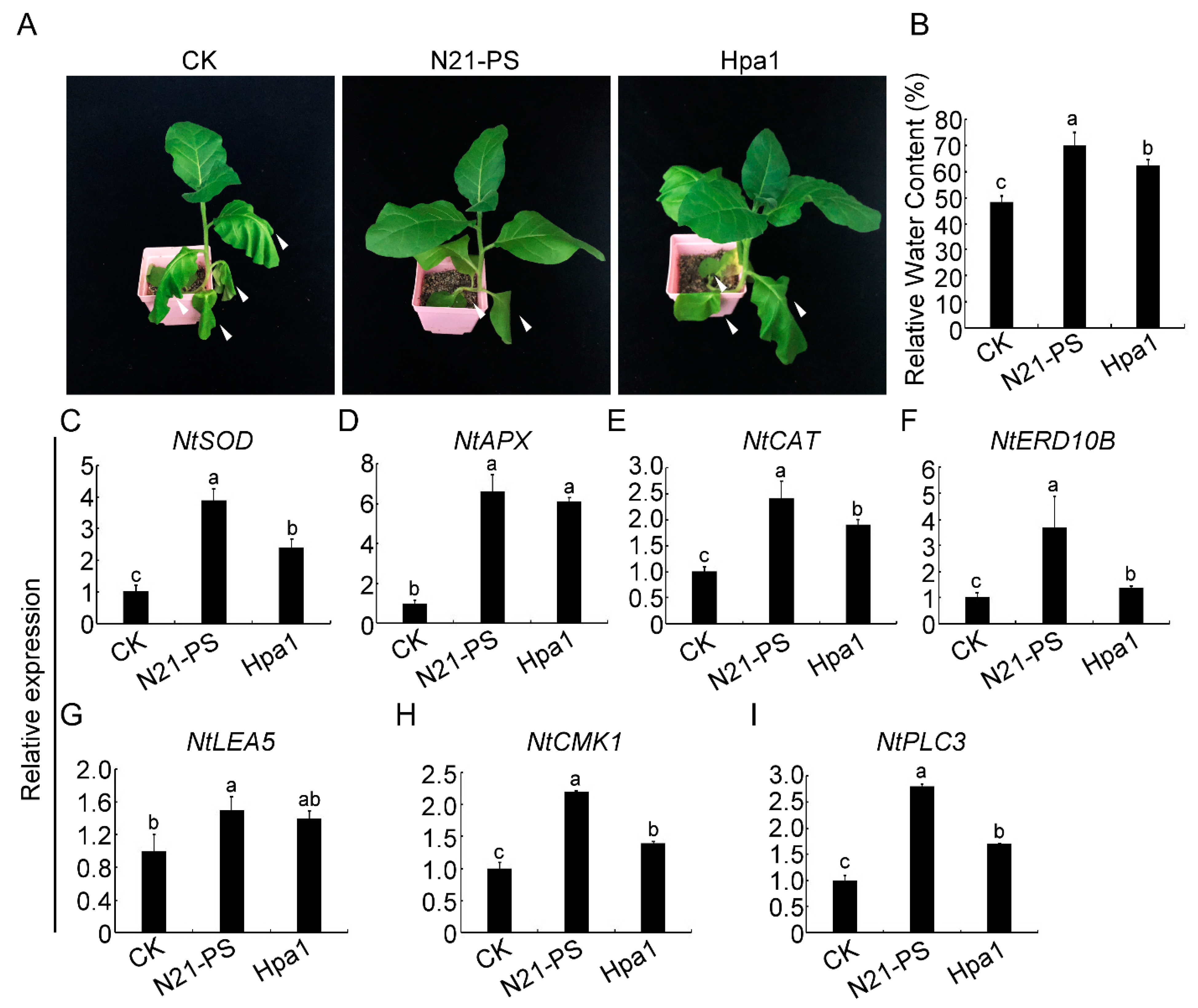 Ijms 22 00203 g006 Ijms 22 00203 g006