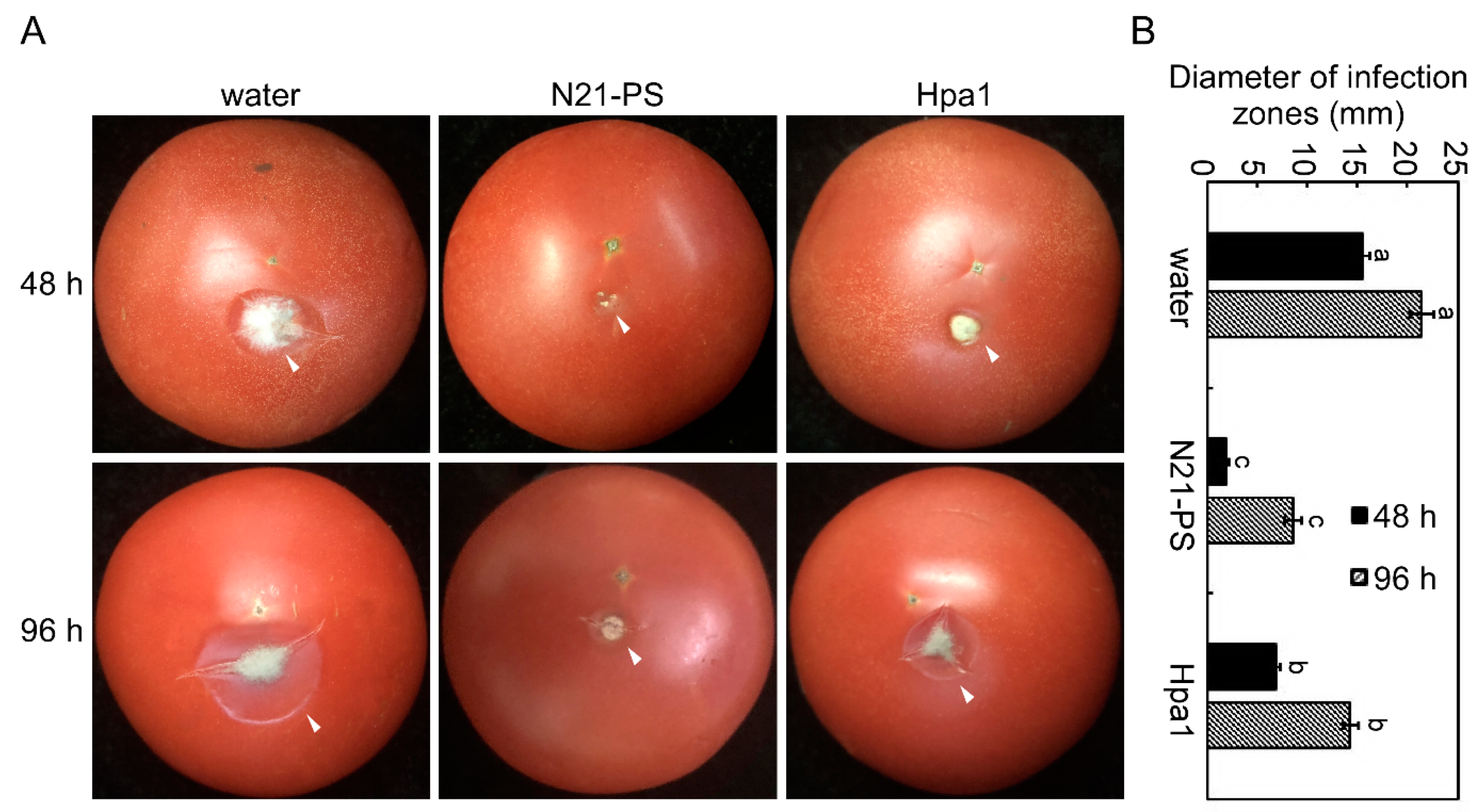 Ijms 22 00203 g008 Ijms 22 00203 g008