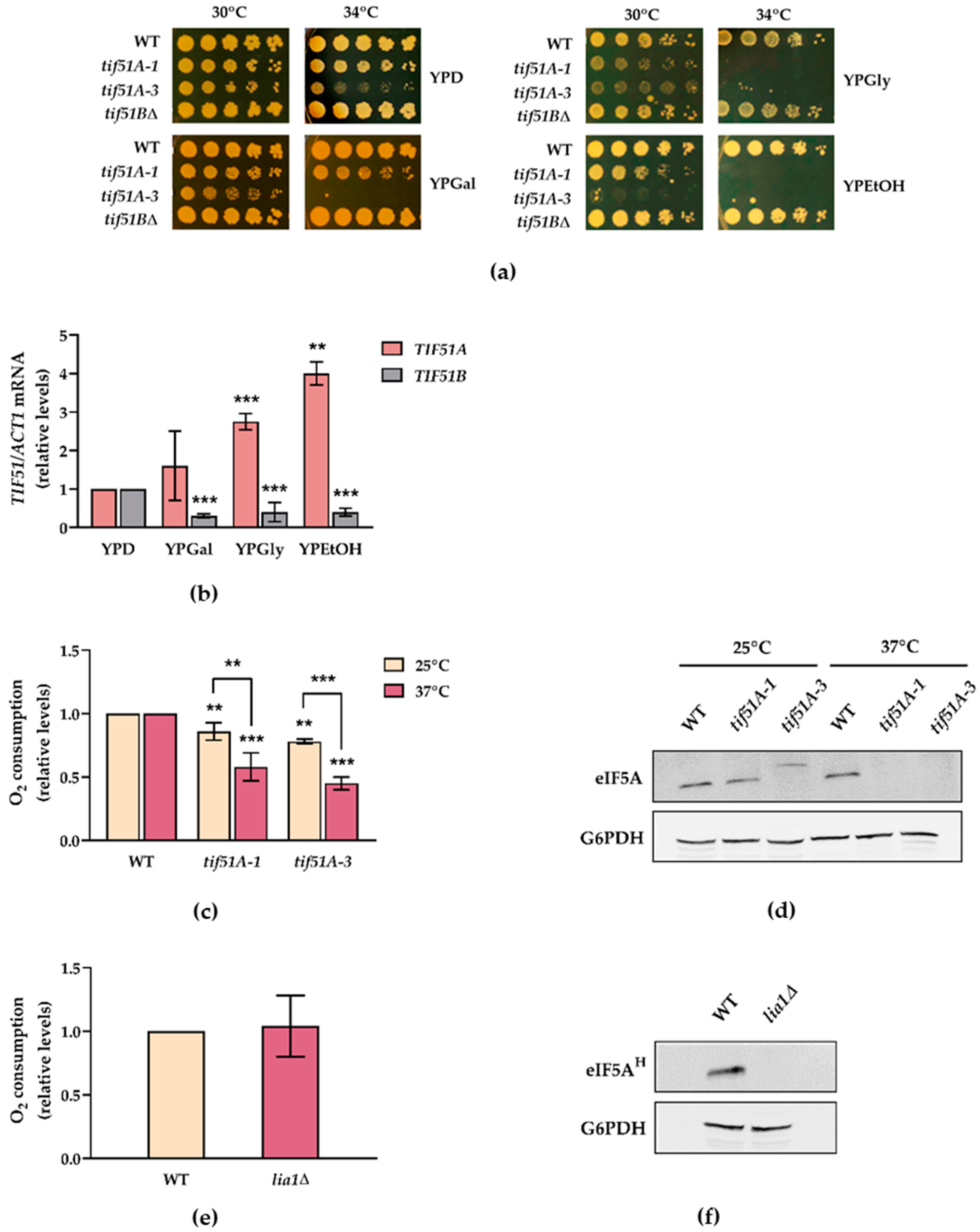 Ijms 22 00219 g001 Ijms 22 00219 g001