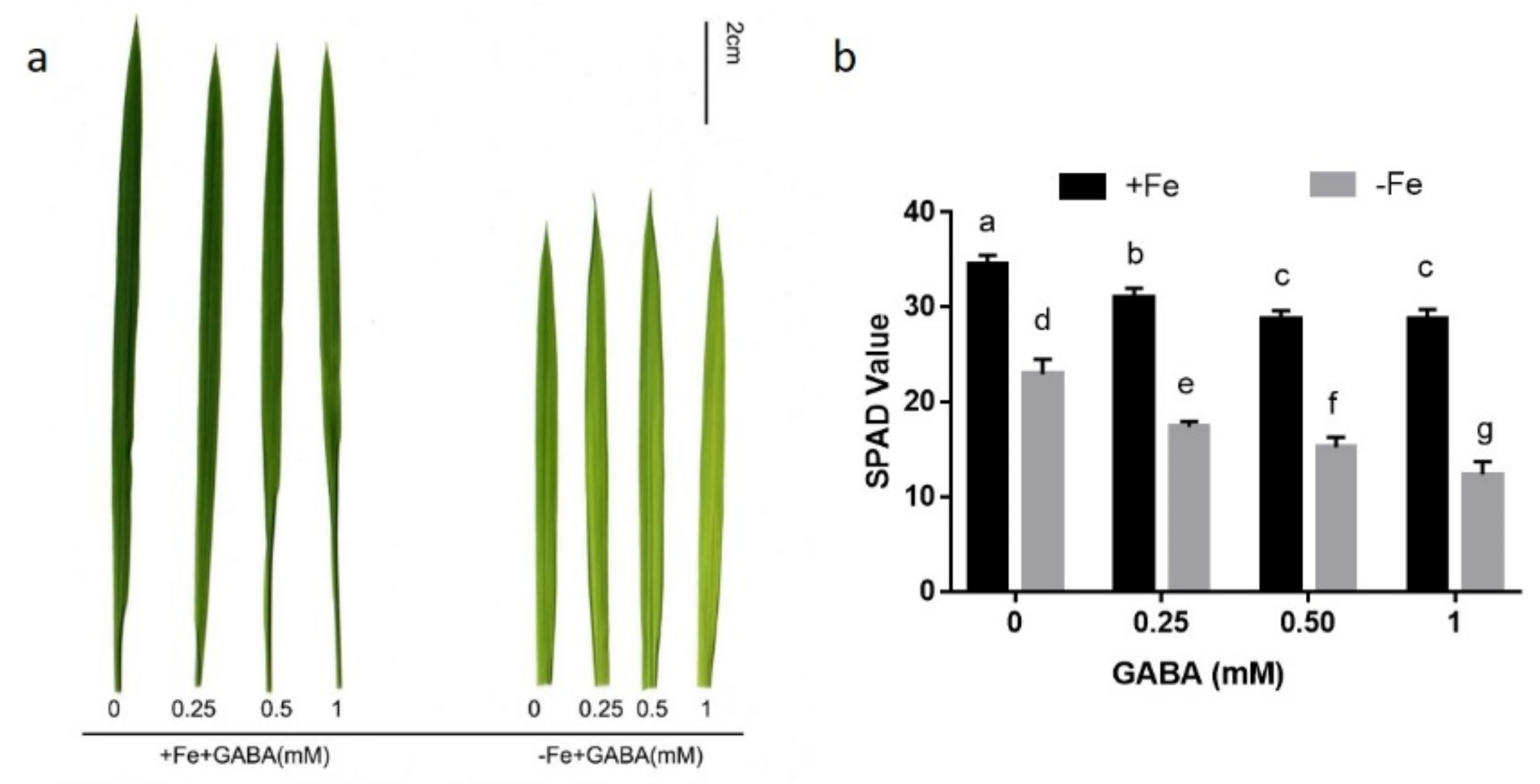 Ijms 22 00220 g001 Ijms 22 00220 g001