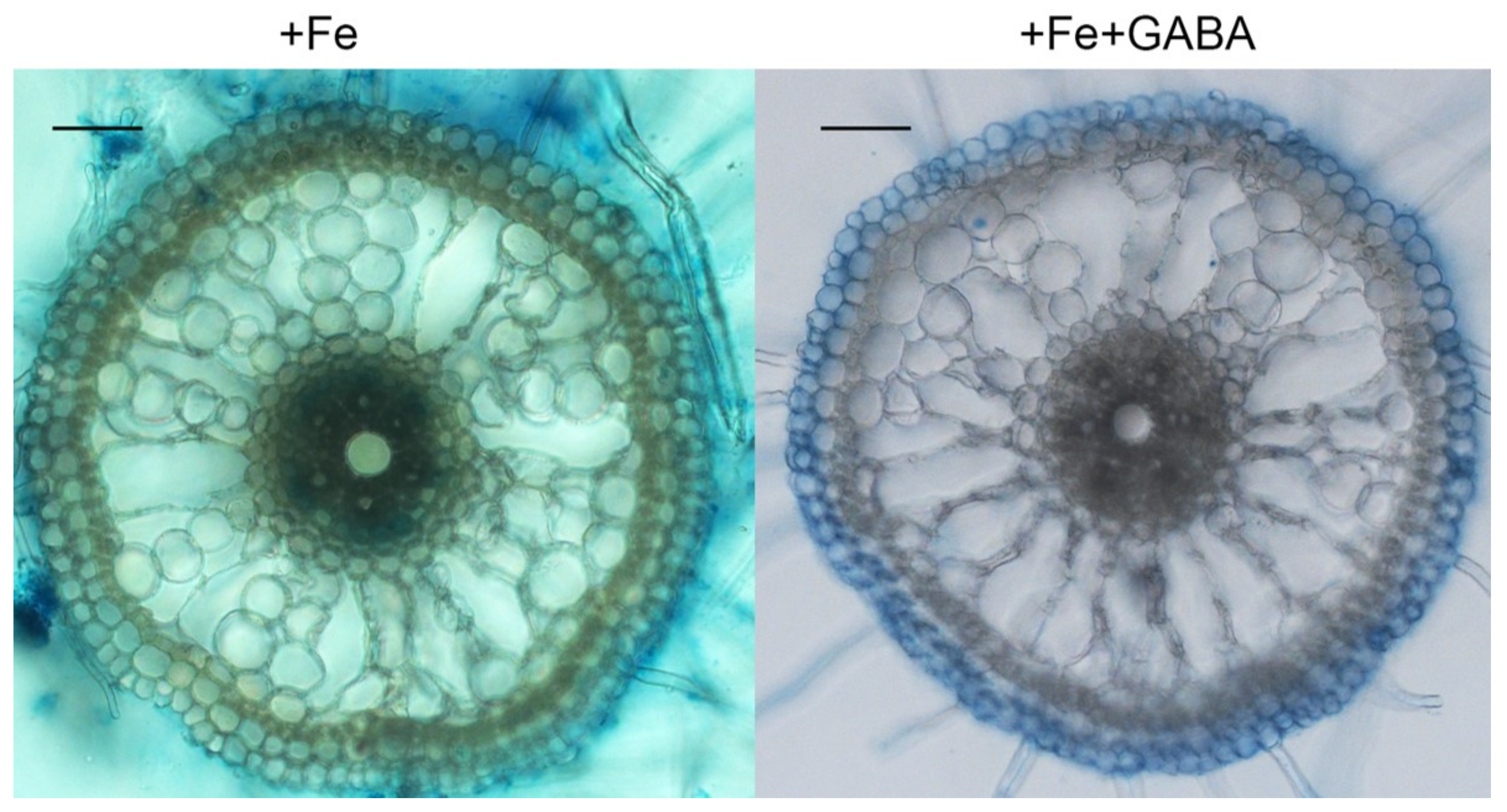 Ijms 22 00220 g004 Ijms 22 00220 g004