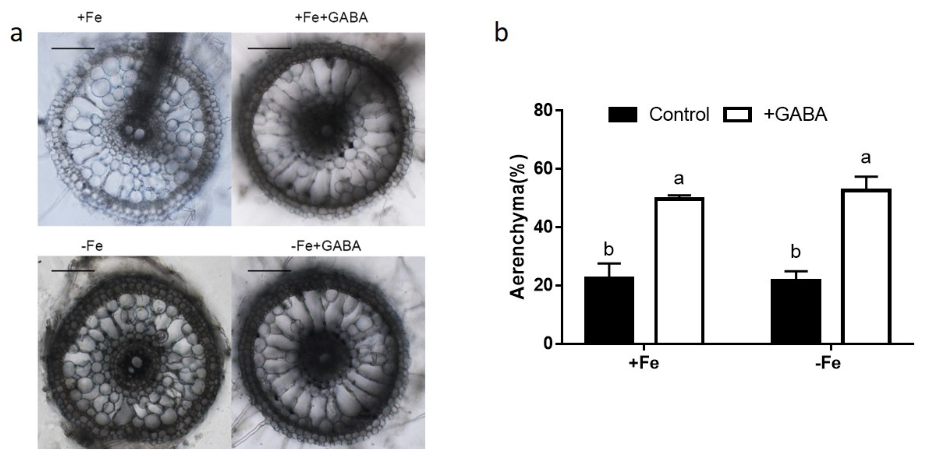 Ijms 22 00220 g005 Ijms 22 00220 g005