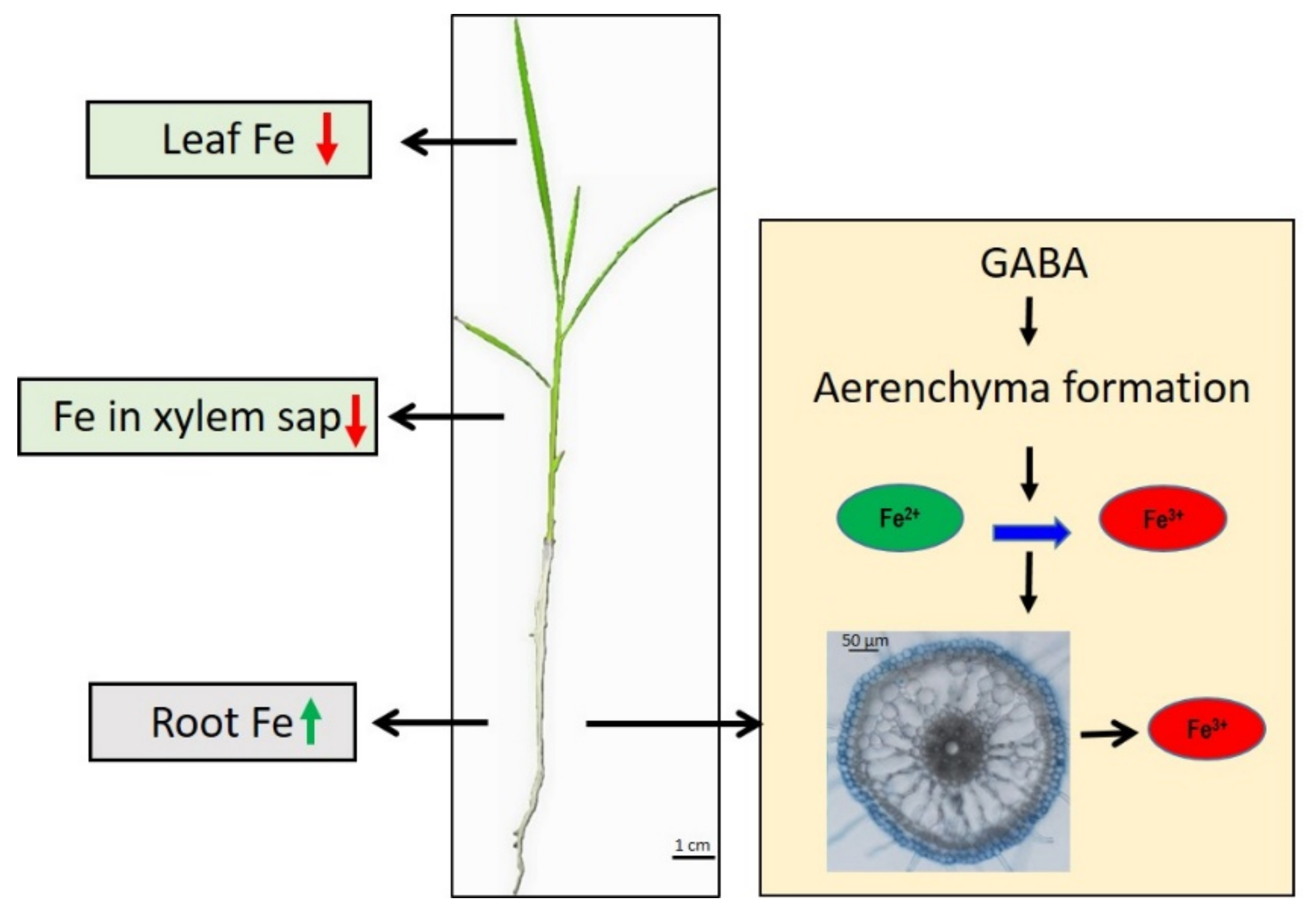 Ijms 22 00220 g007 Ijms 22 00220 g007