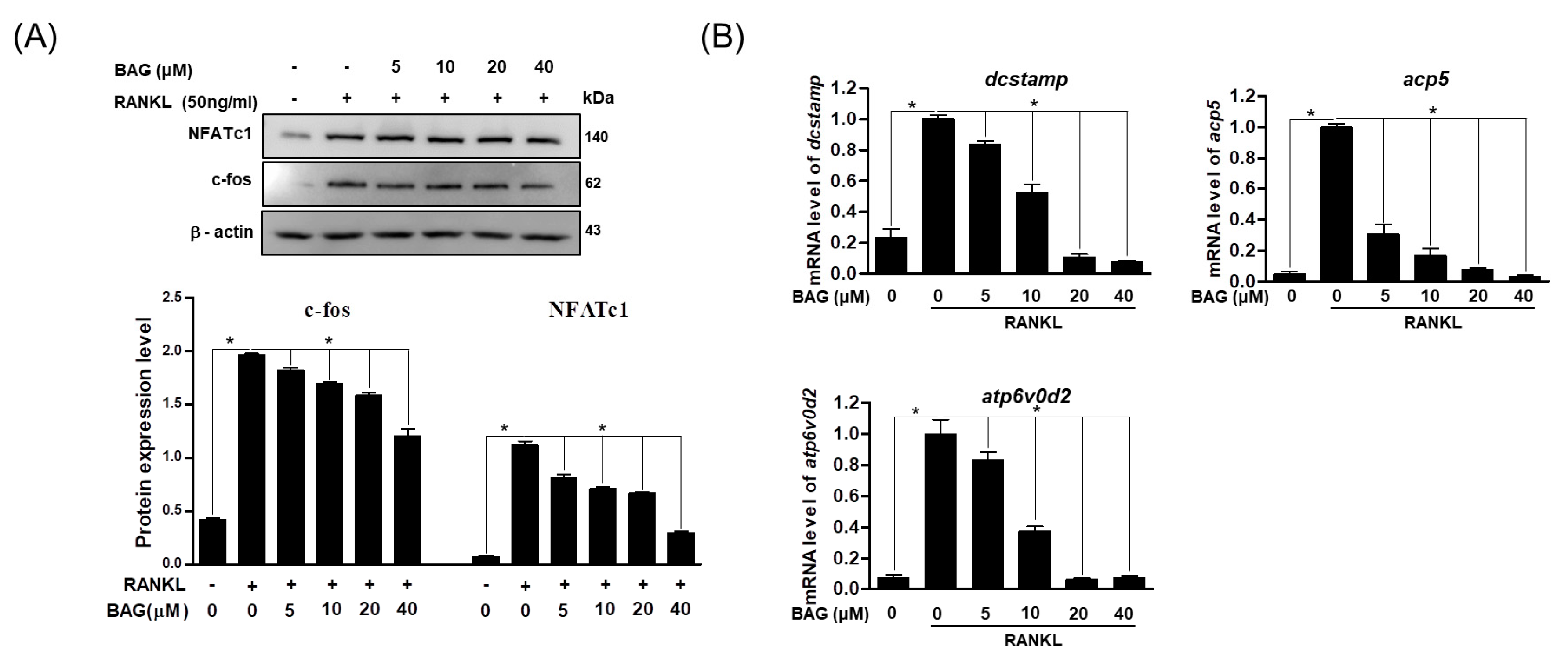 Ijms 22 00222 g005 Ijms 22 00222 g005