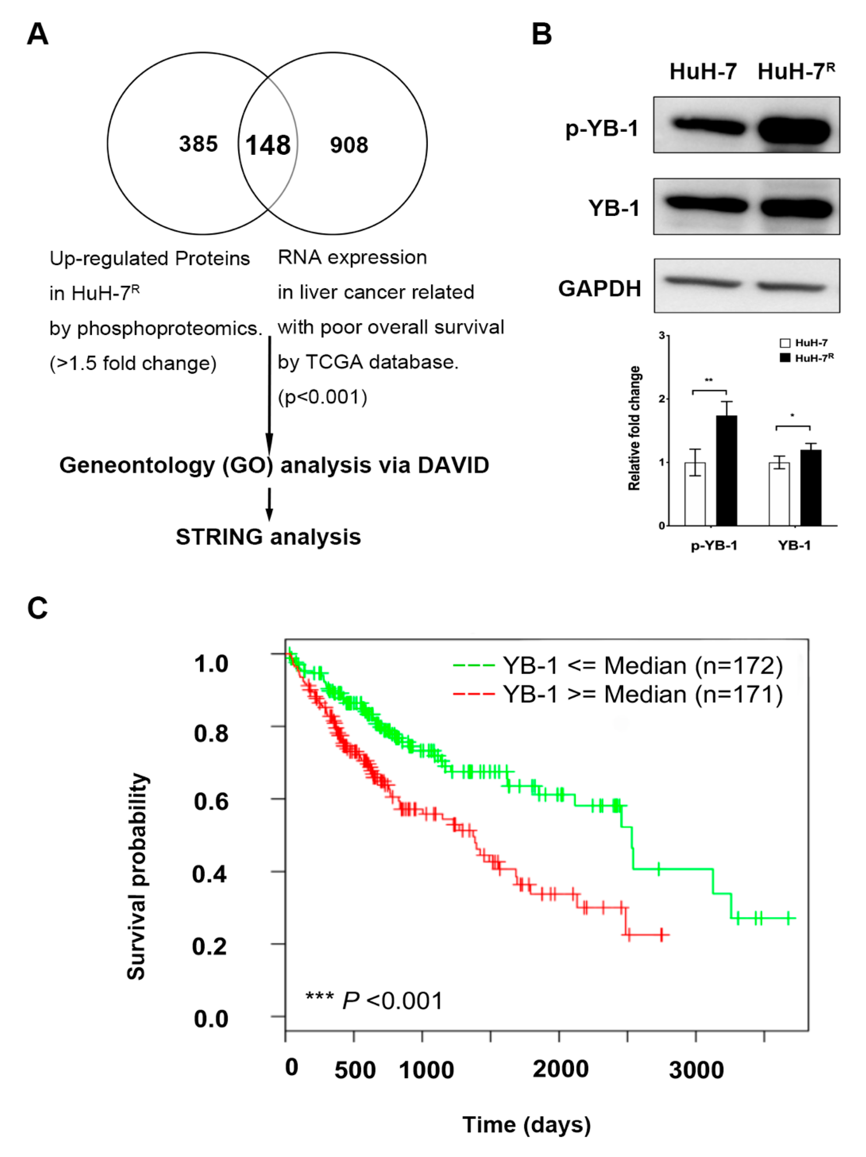 young nude lsm Y-Box Binding Protein-1 Promotes Epithelial-Mesenchymal Transition in  Sorafenib-Resistant Hepatocellular Carcinoma Cells