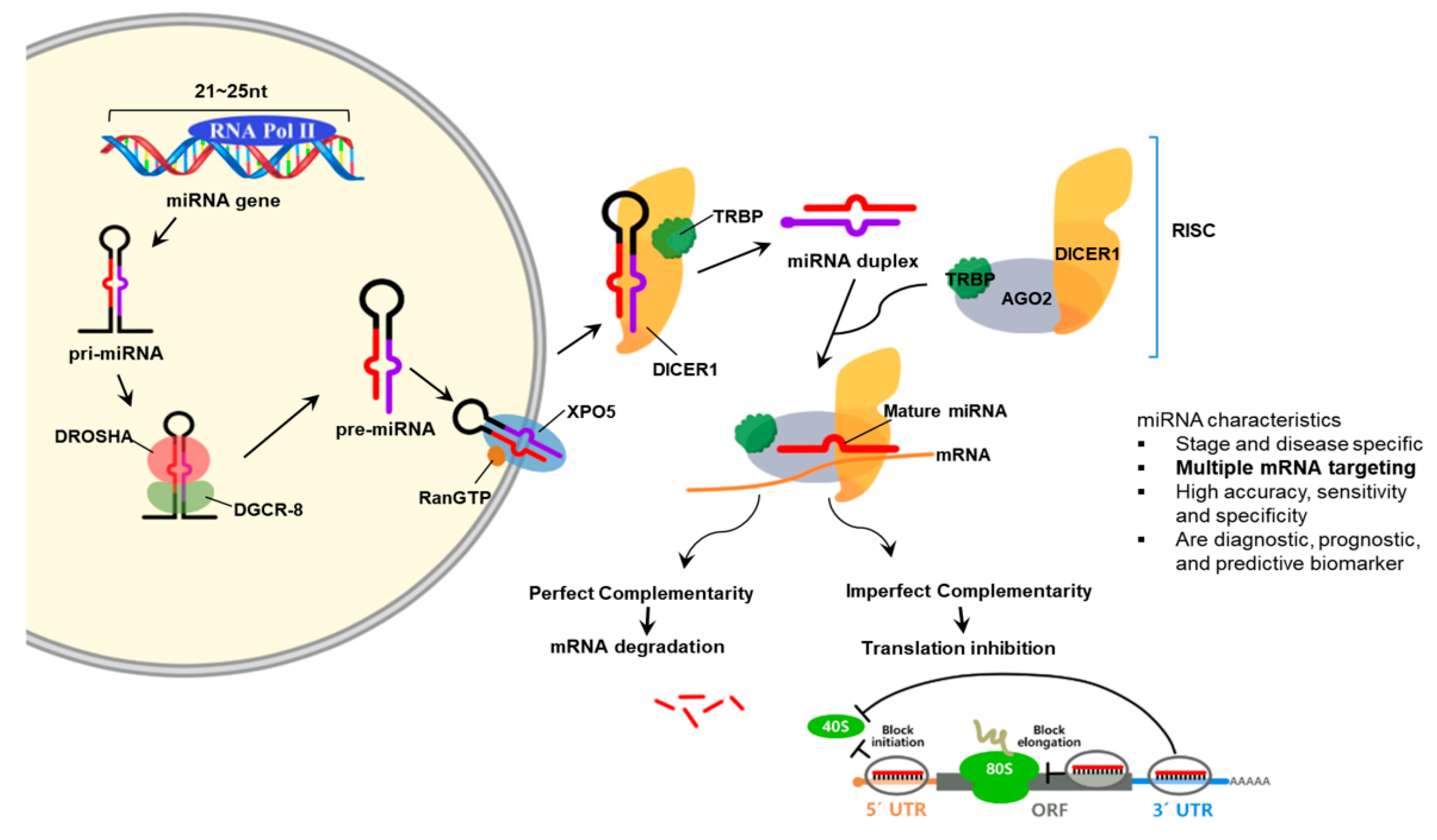 Ijms 22 00239 g003 Ijms 22 00239 g003