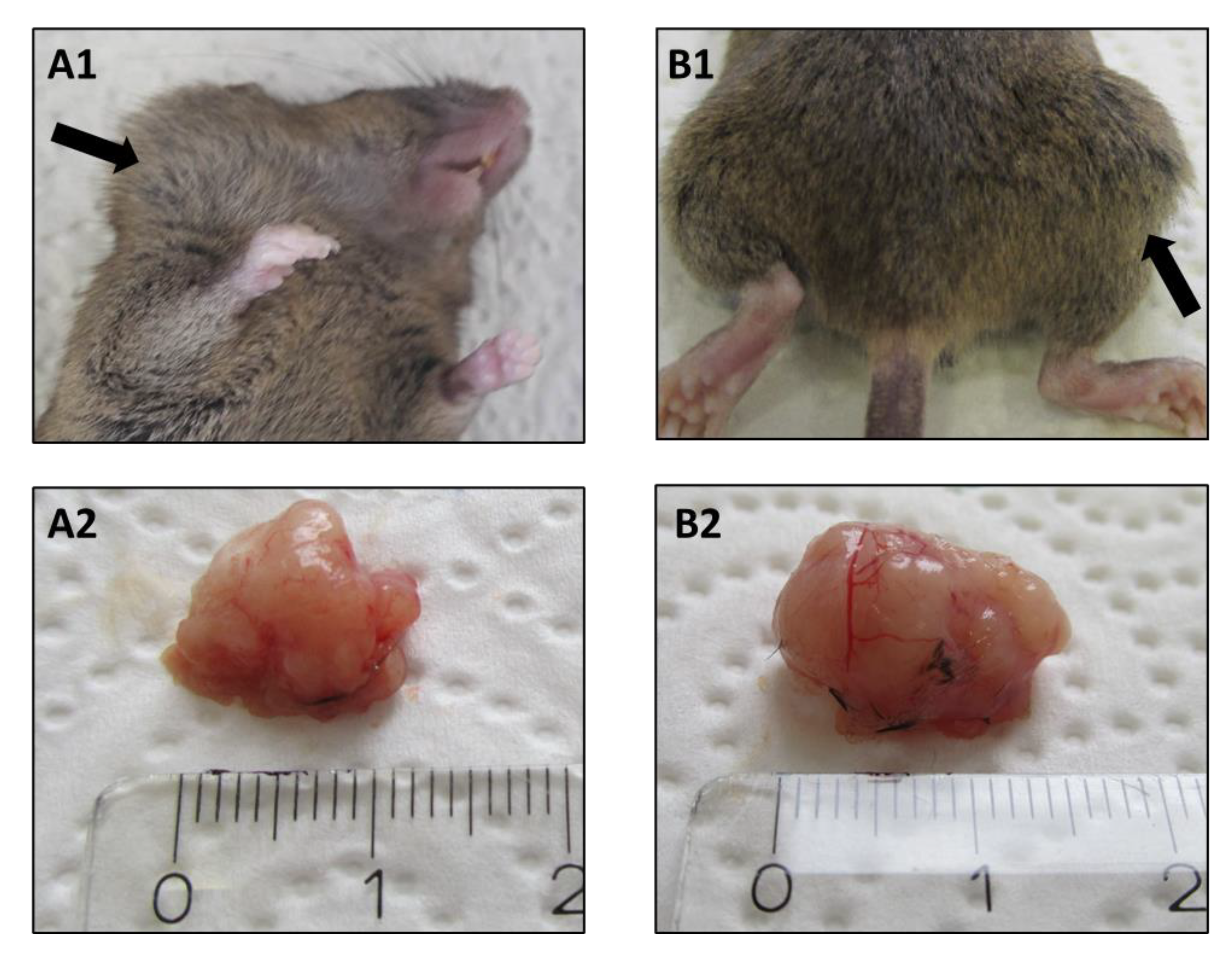 Ijms 22 00247 g001 Ijms 22 00247 g001