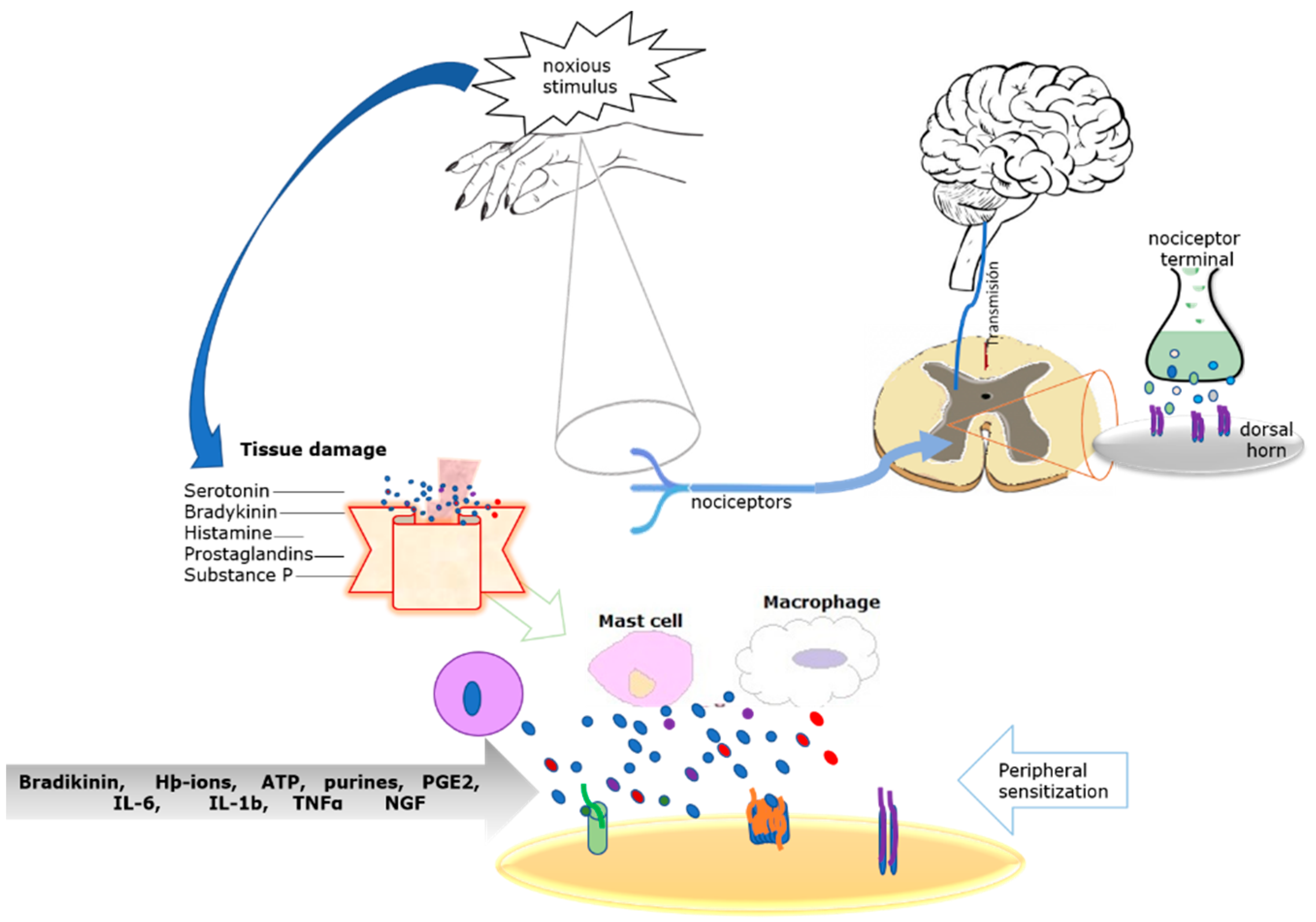 Ijms 22 00248 g001 Ijms 22 00248 g001