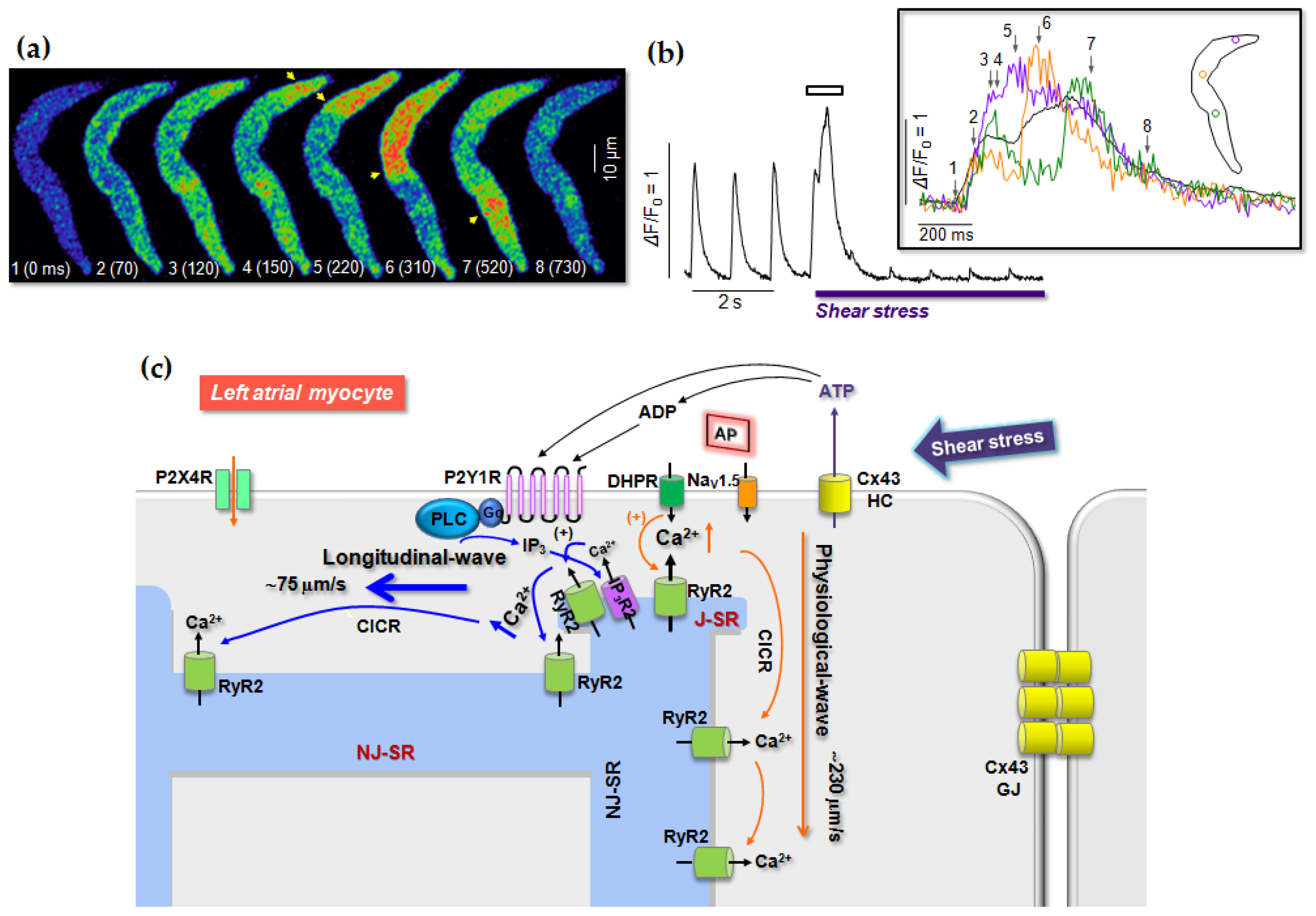 Ijms Free Full Text P2 Receptors In Cardiac Myocyte Pathophysiology And Mechanotransduction Html Ijms Free Full Text P2 Receptors In Cardiac Myocyte Pathophysiology And Mechanotransduction Html