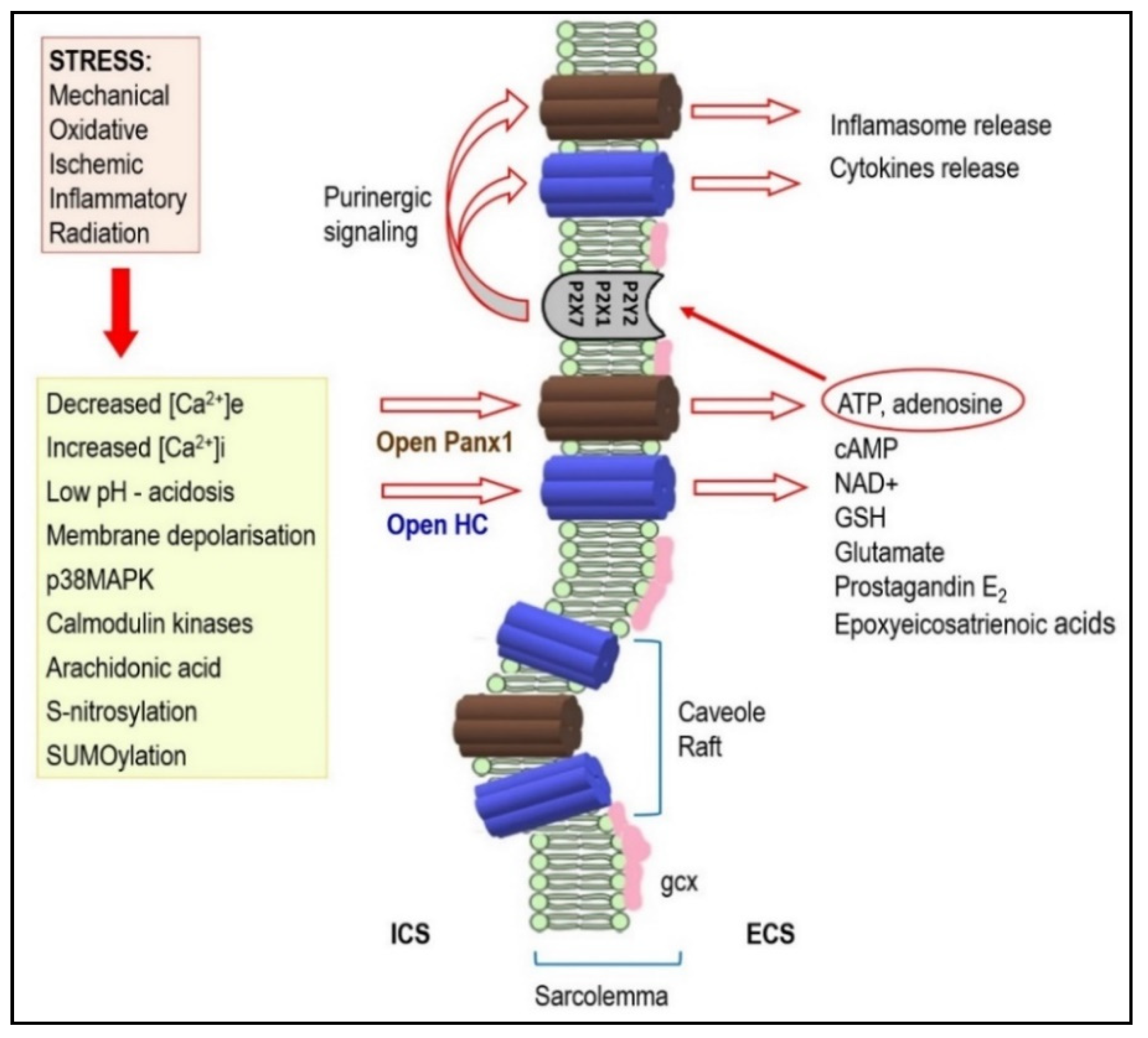 Ijms 22 00260 g002 Ijms 22 00260 g002