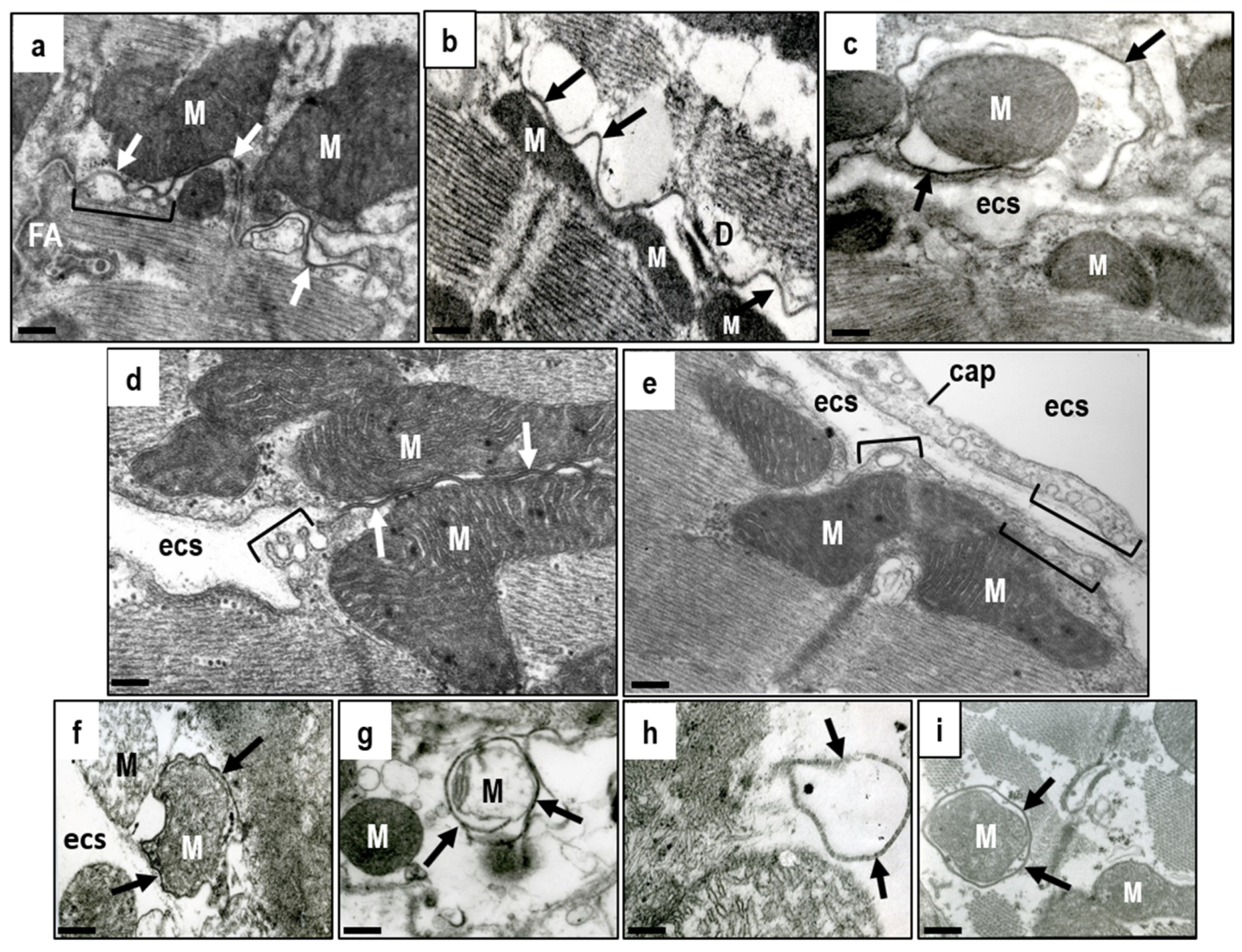 Ijms 22 00260 g004 Ijms 22 00260 g004