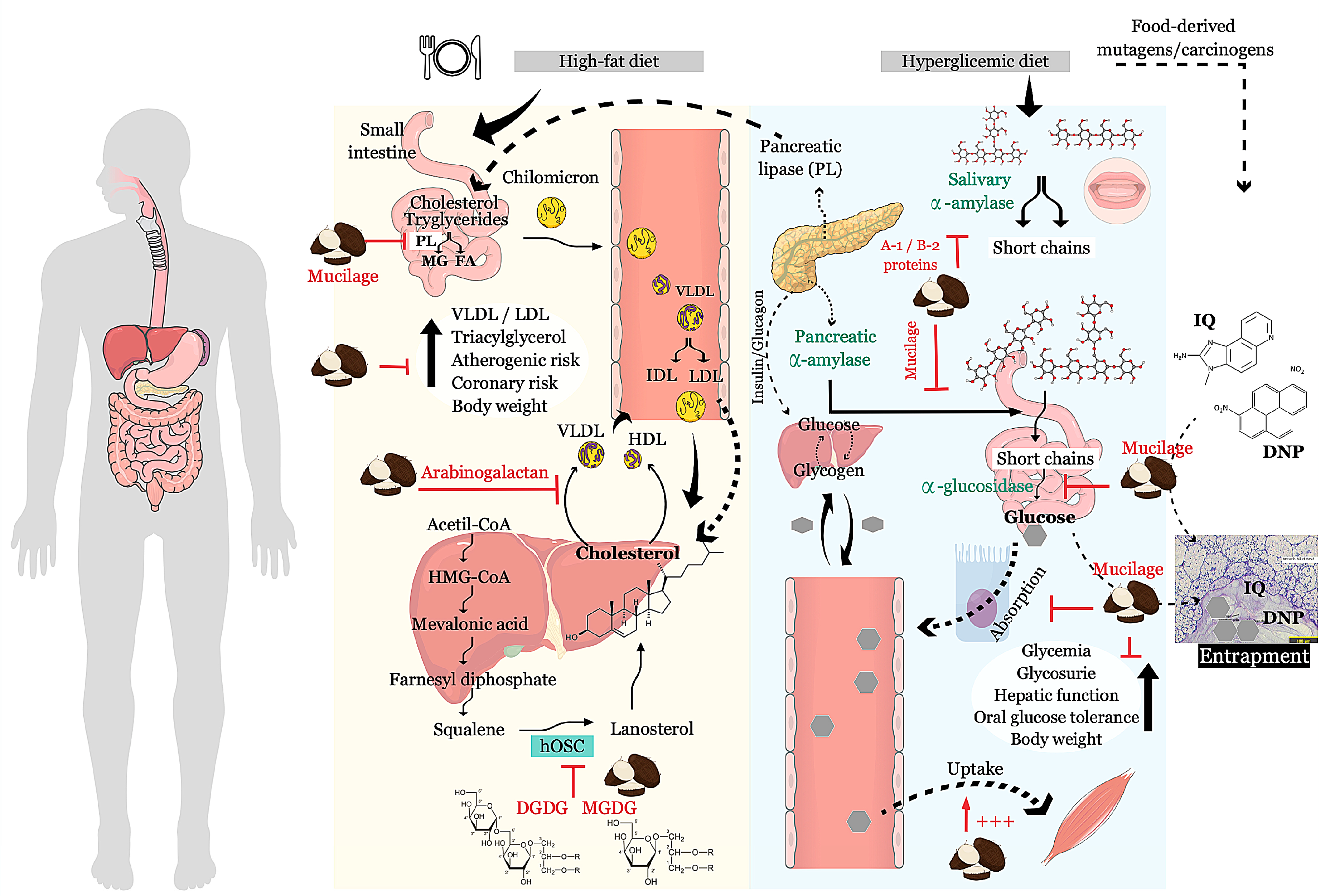 Ijms 22 00265 g003 Ijms 22 00265 g003