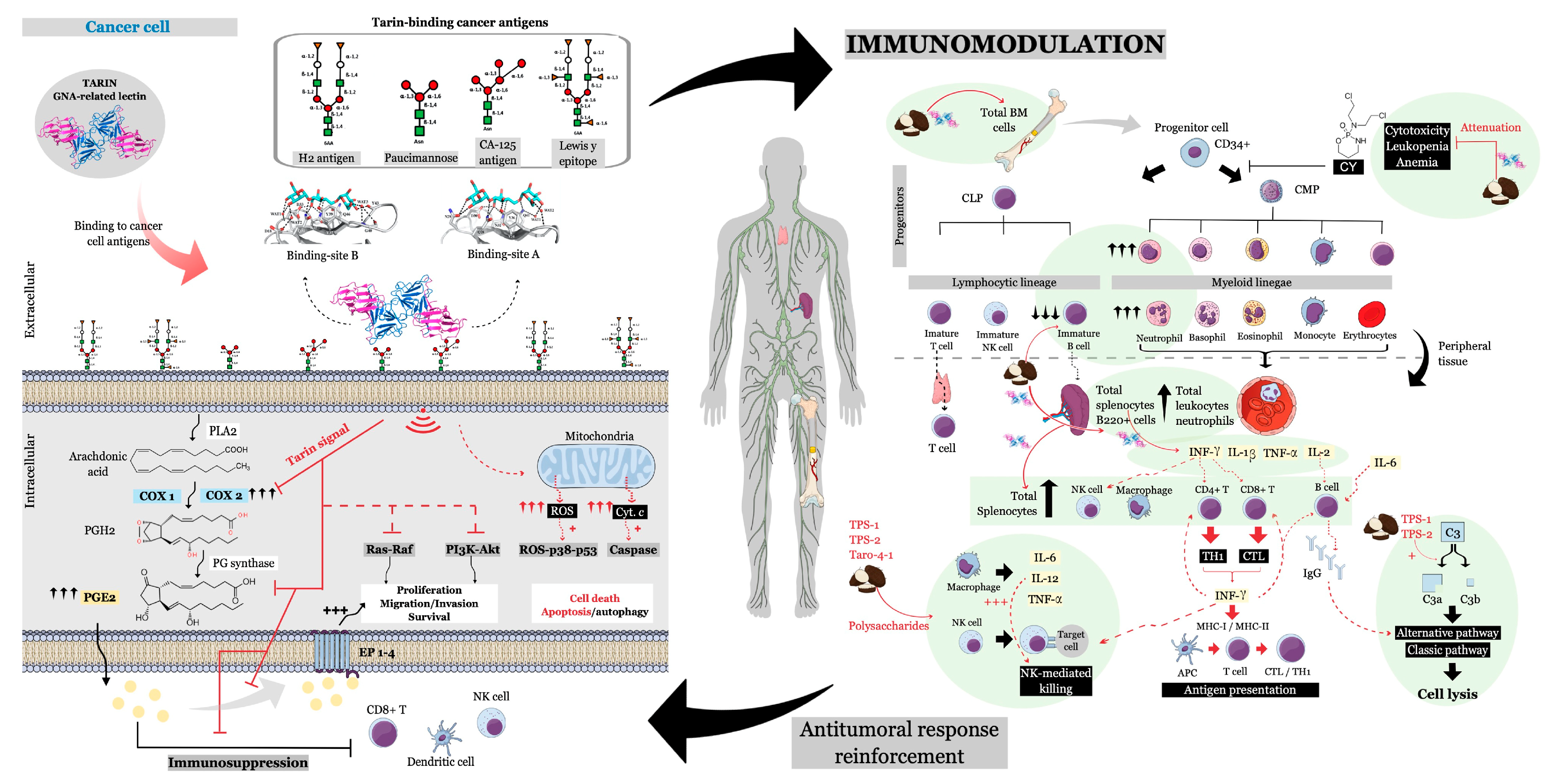 Ijms 22 00265 g004 Ijms 22 00265 g004