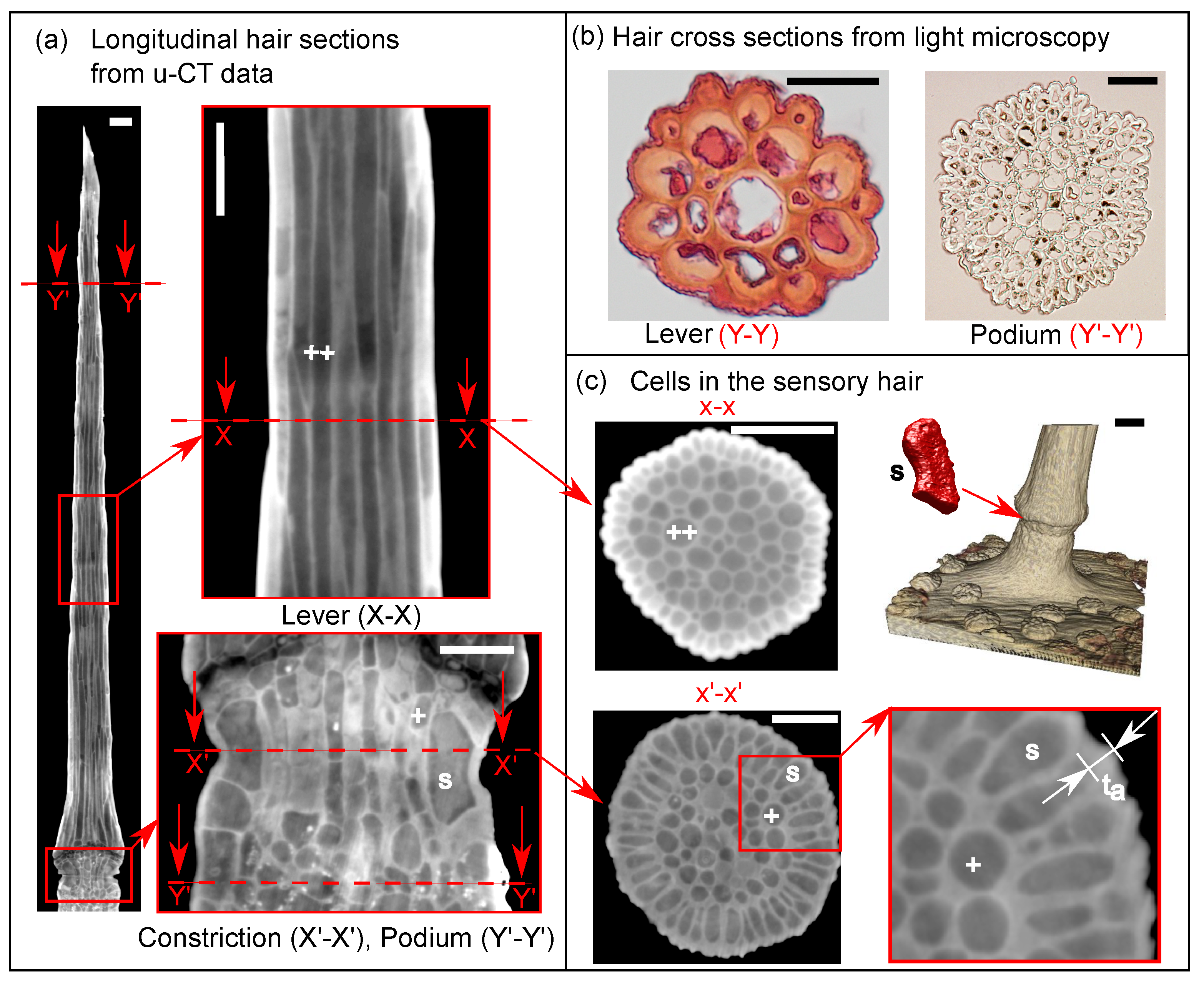 Ijms 22 00280 g003 Ijms 22 00280 g003